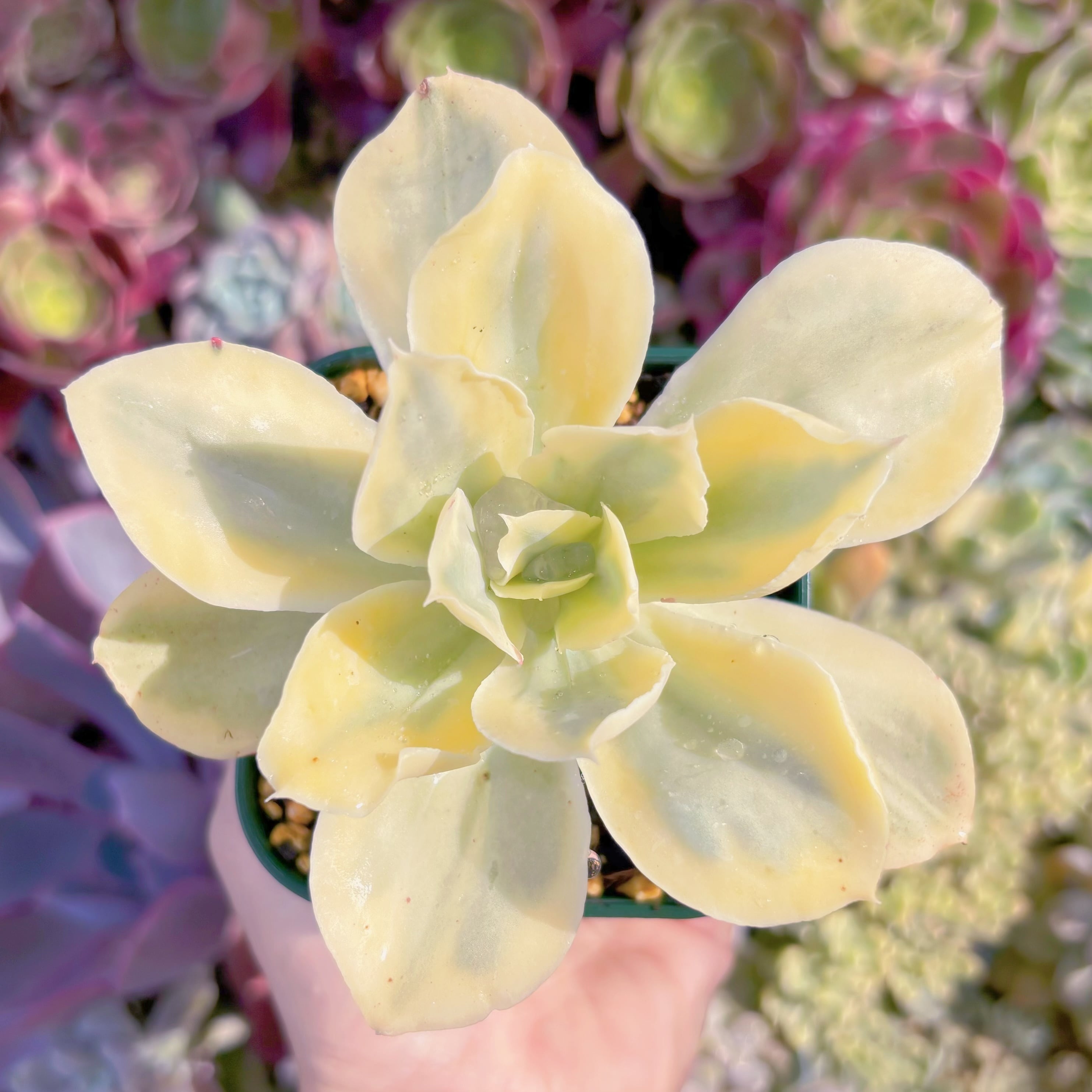 現品　moon river#B37　古株　るる農園