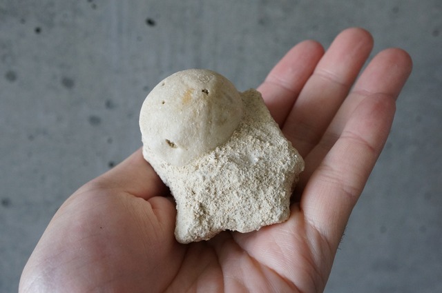 ウニ化石　母岩付き　Rhyncholampas trojanus