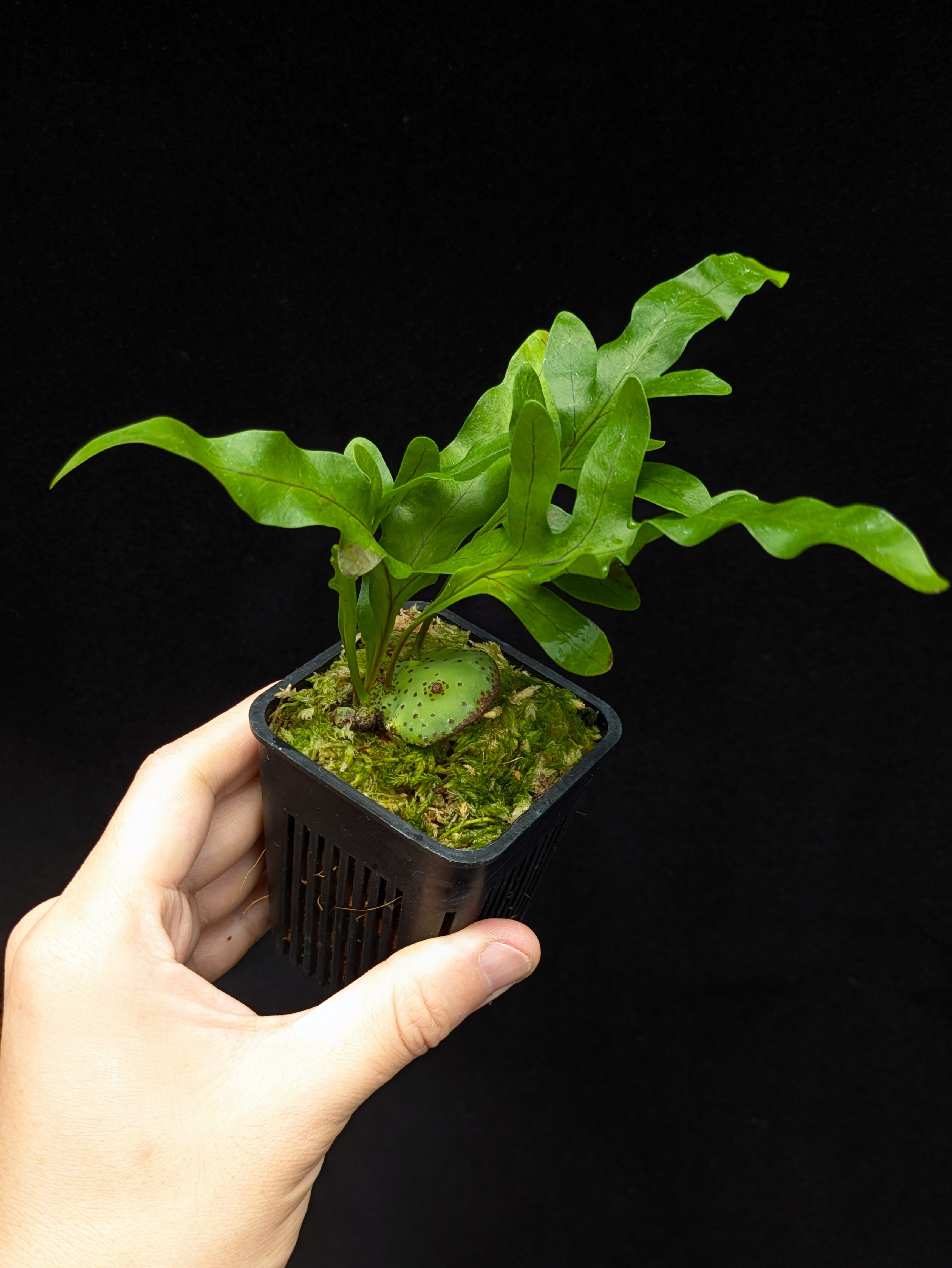 Lecanopteris mirabilis (PNG) | 伊藤蟻植物農園