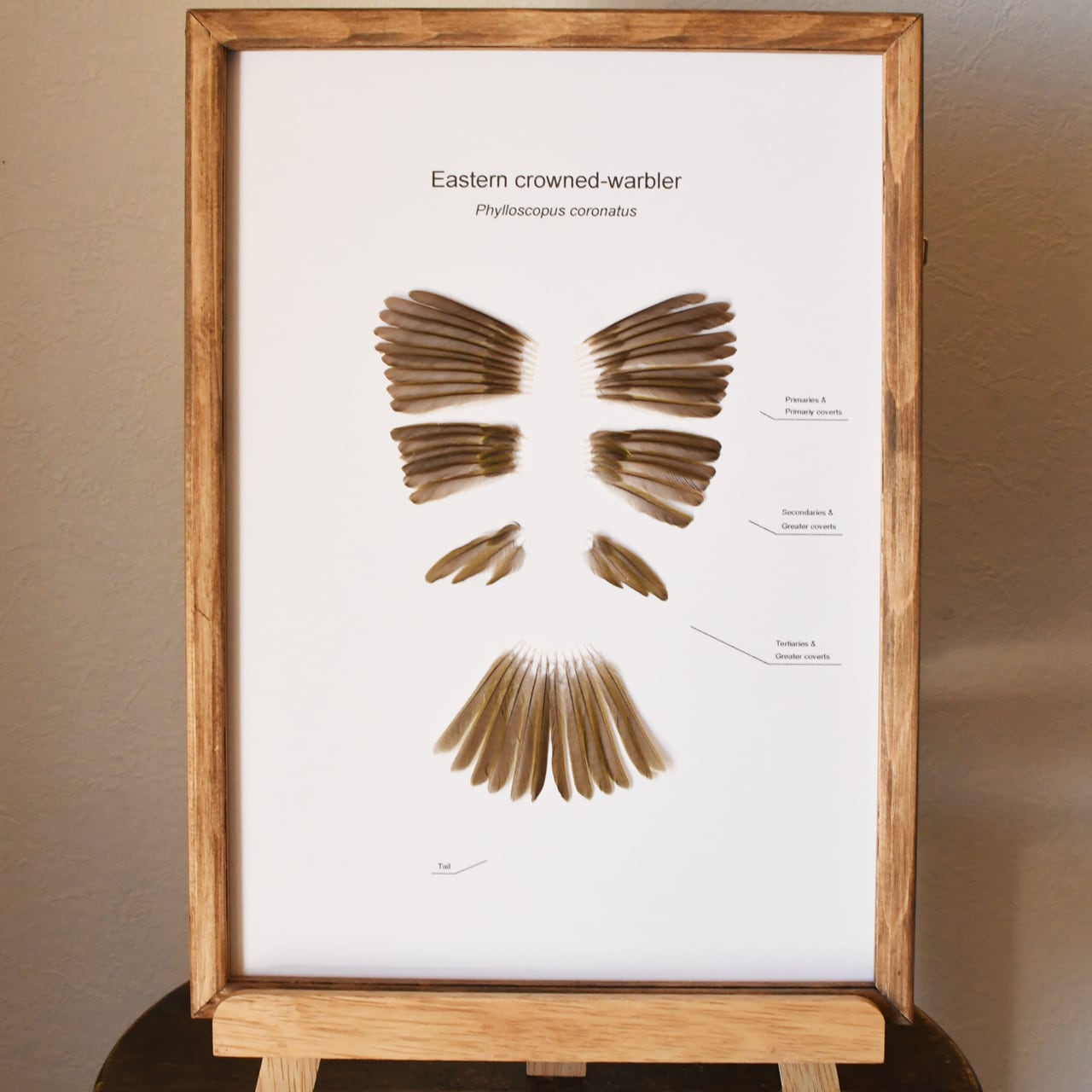 ツキノワグマの左手の骨格標本 | ほねとはね ONLINE SHOP