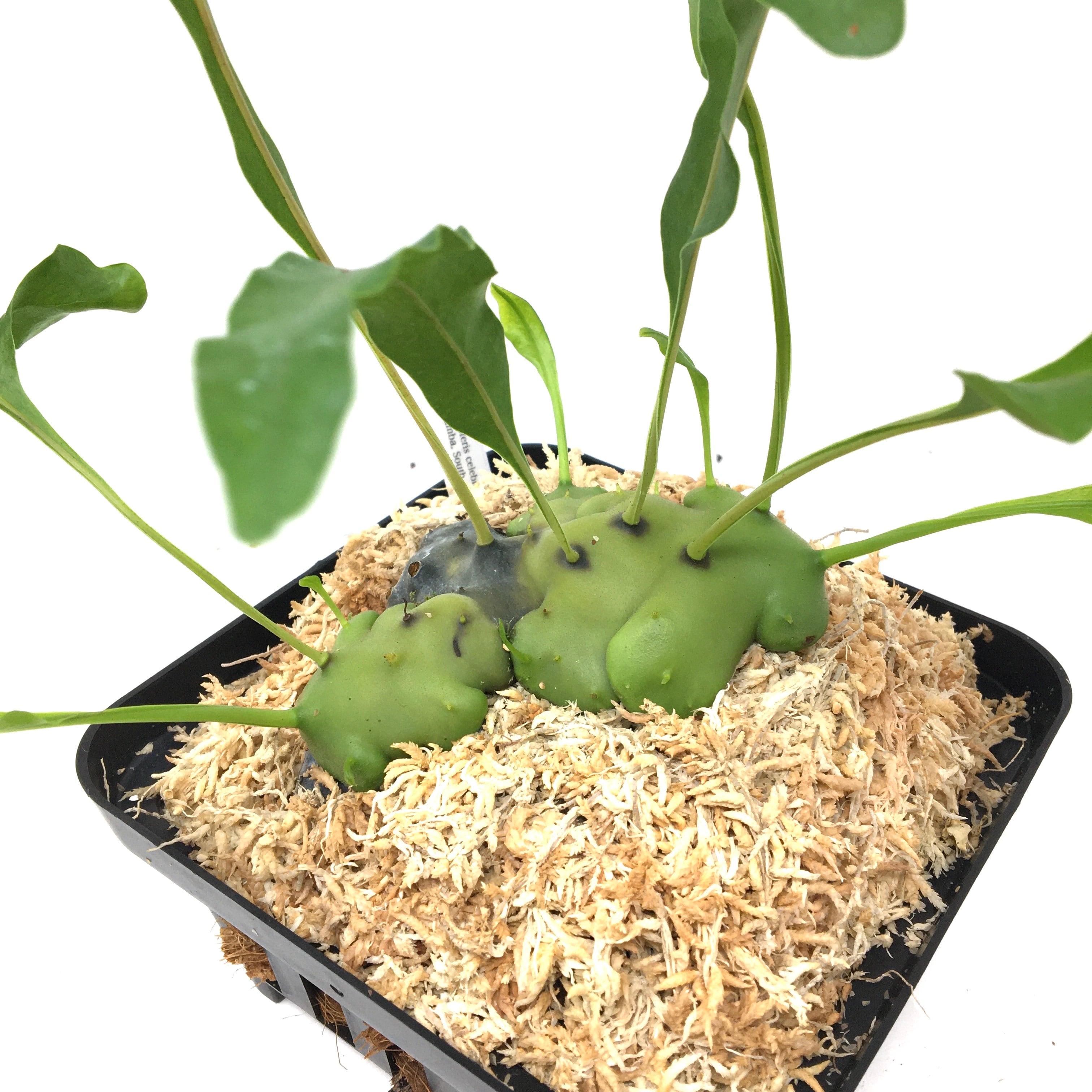 Lecanopteris celebica レカノプテリス 鋭かっ アリ植物