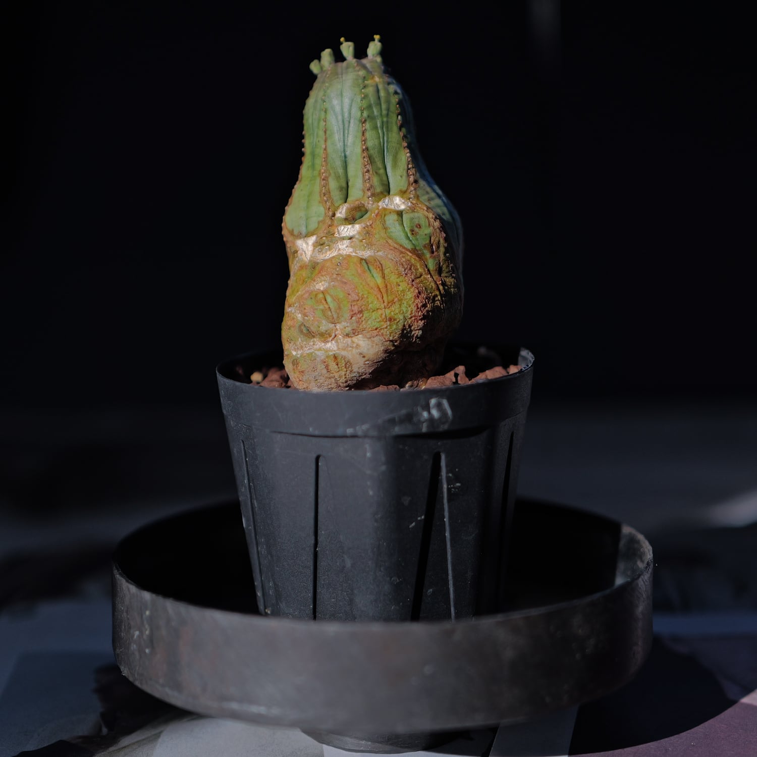 オス株 異型 捻じれ モンスト マイクロオベサ / ユーフォルビア