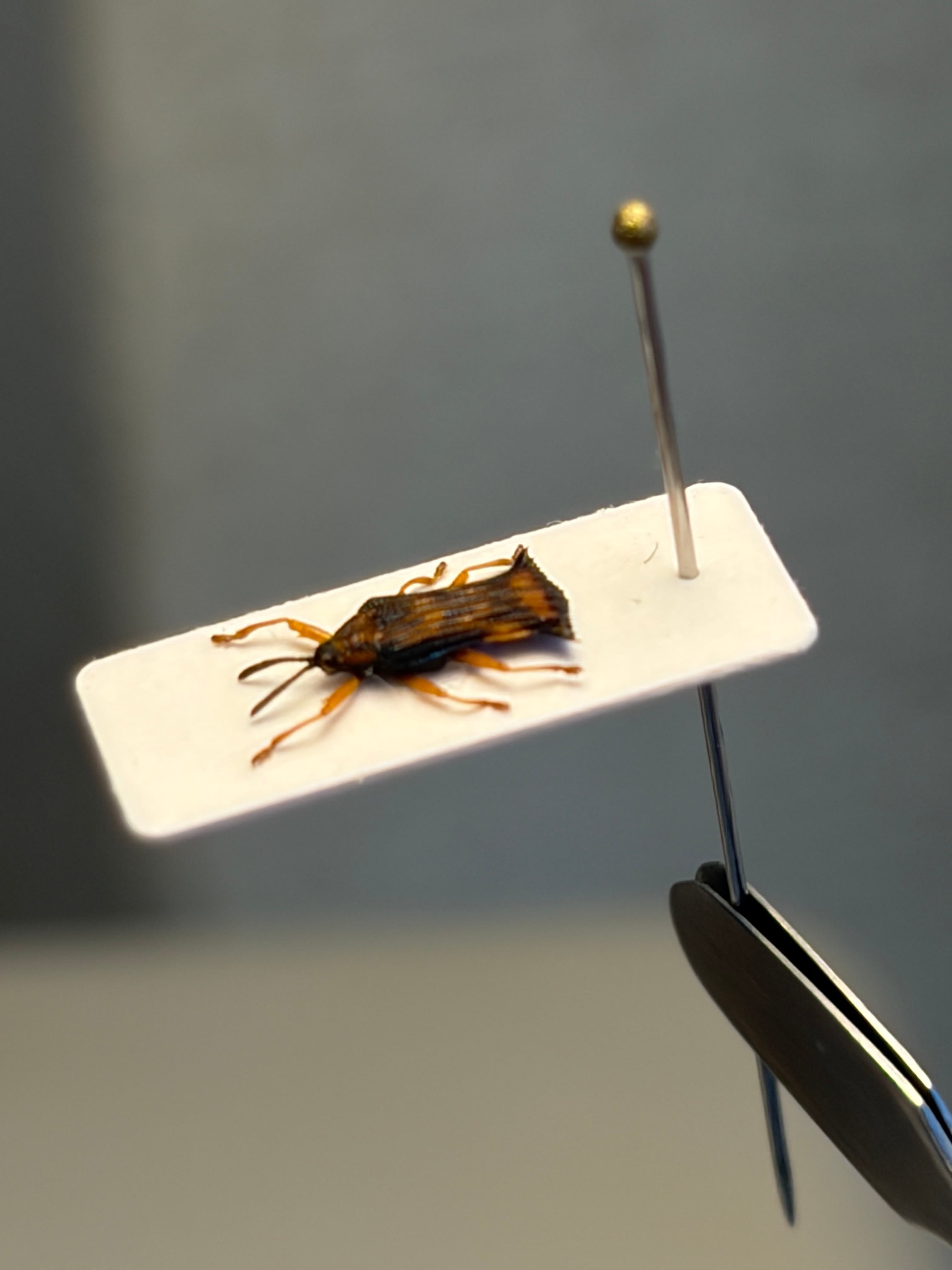 8mm】オドリコソウハムシに酷似のペルーのハムシの一種 標本