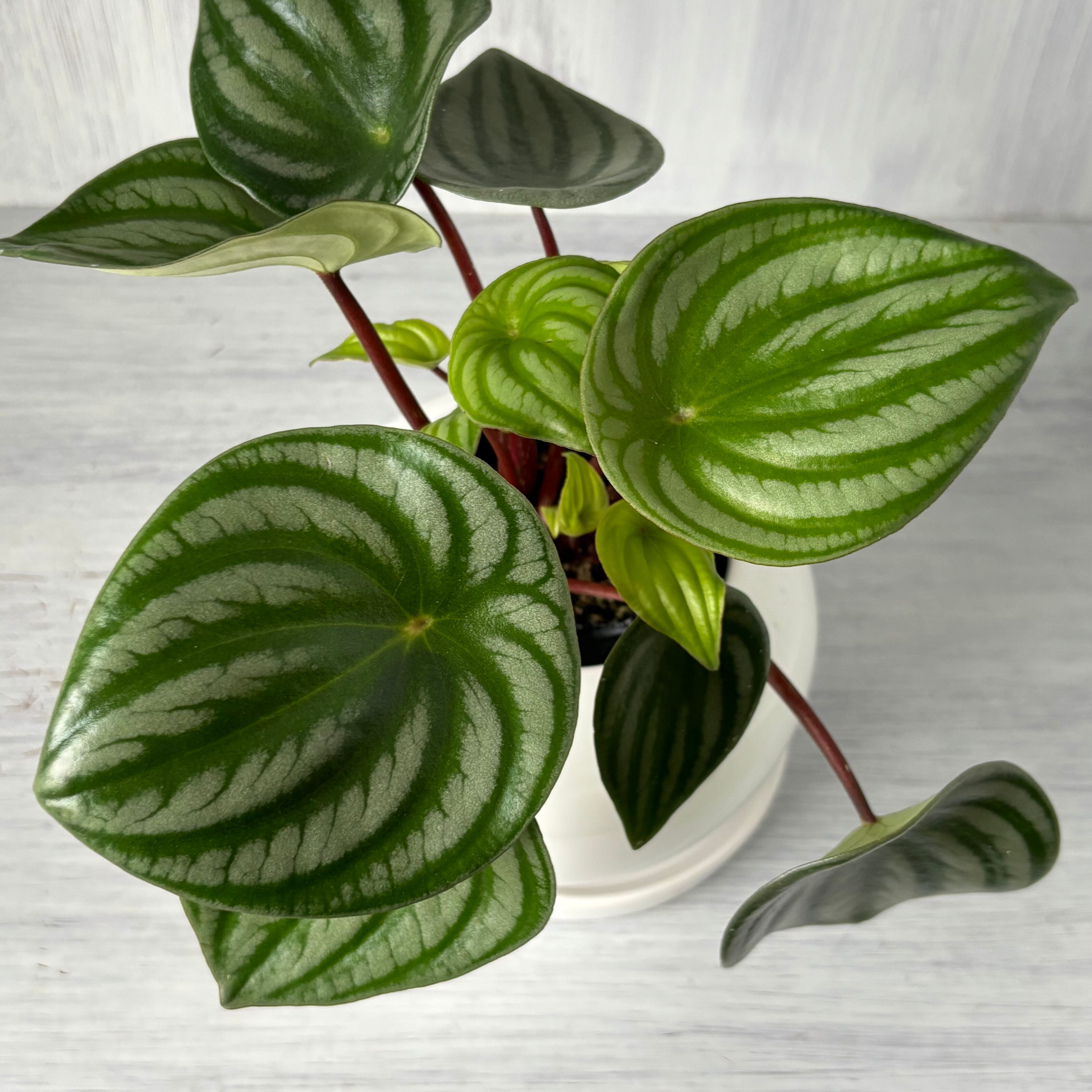 観葉植物フェア】 愛称は ”スイカペペ” です（ペペロミア・サンデル