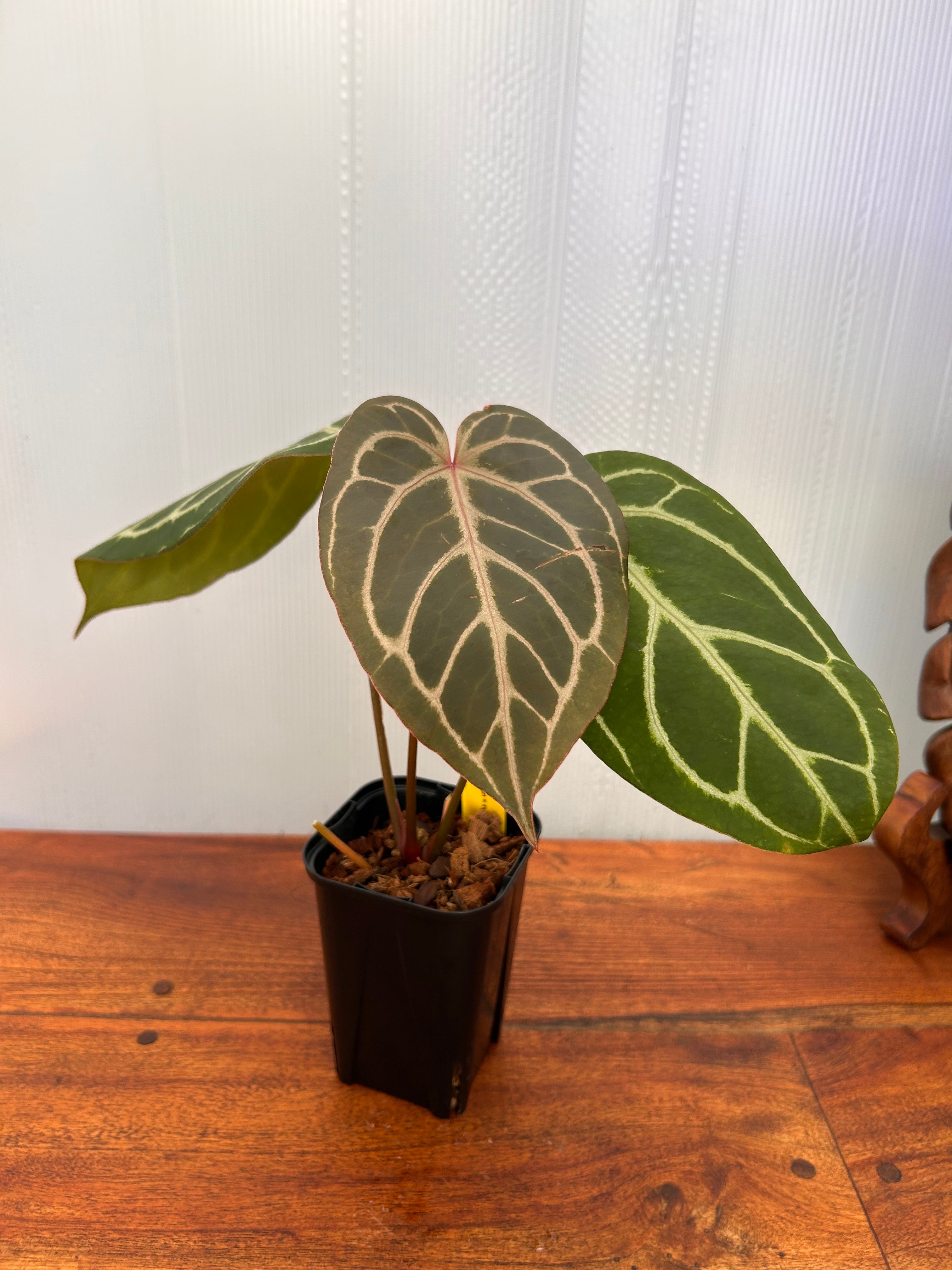 Anthurium | BALI-AN 園芸