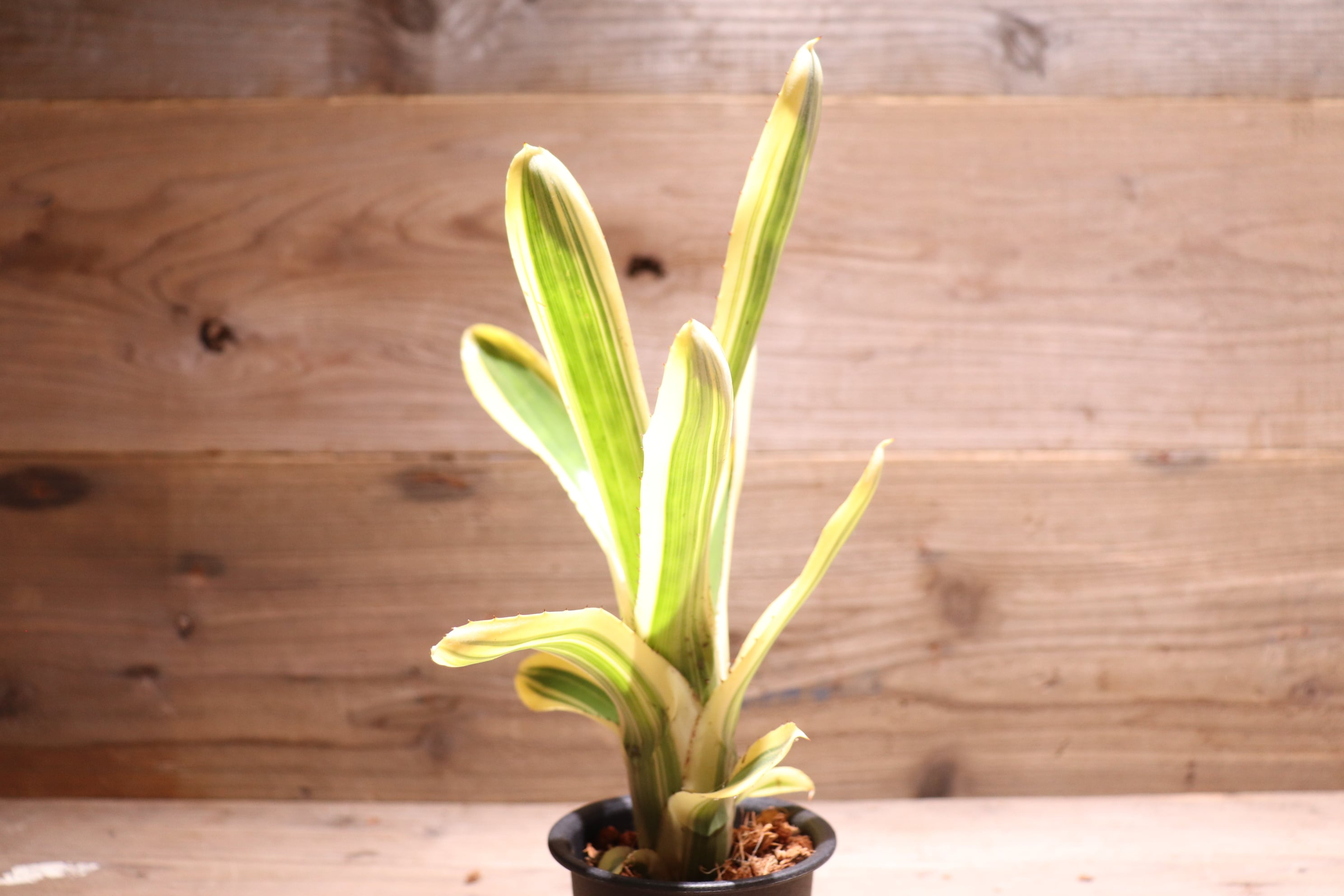 送料無料】Aechmea nudicaulis (albo marginated)〔エクメア〕現品発送