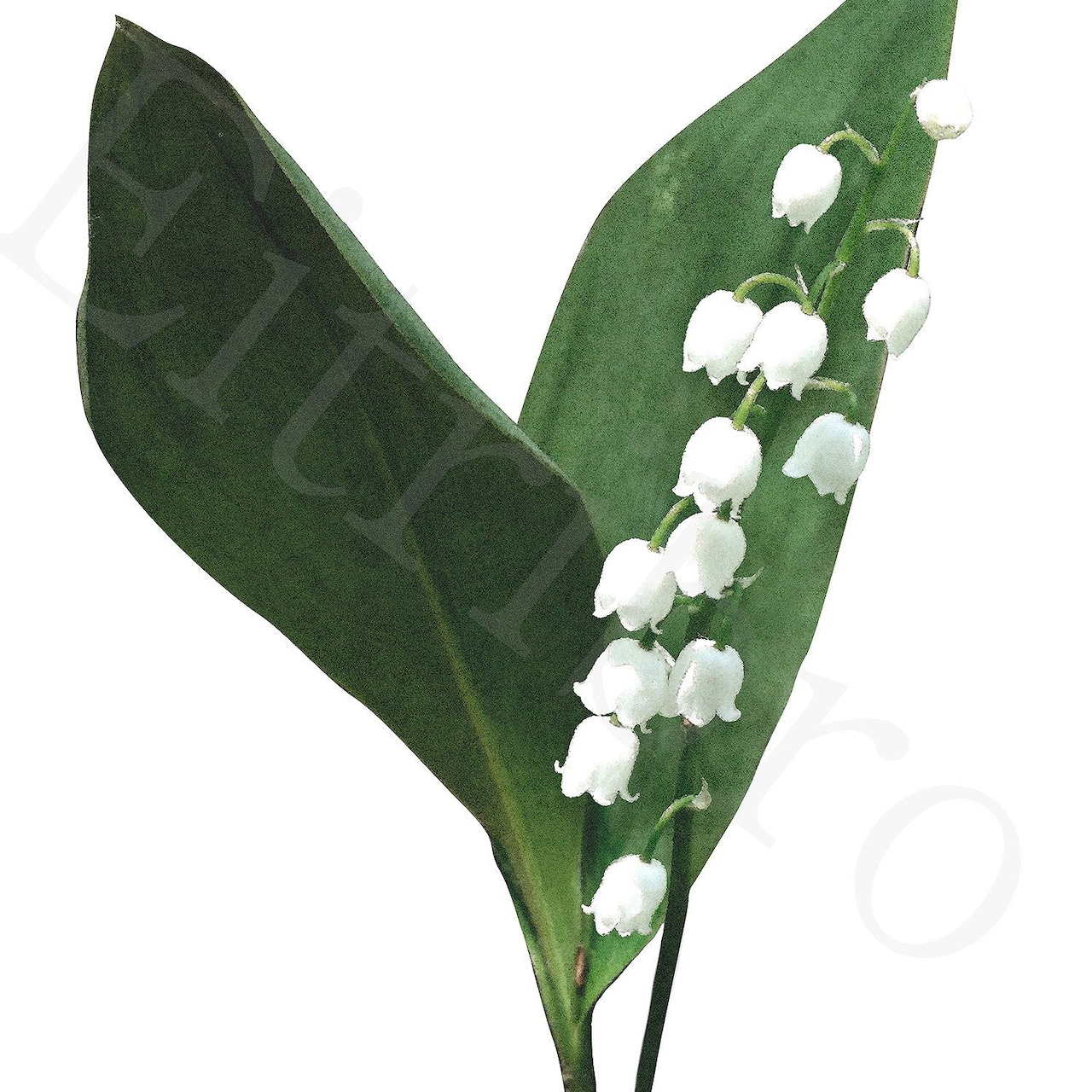 アートポスター / S.lily of the valley eb124
