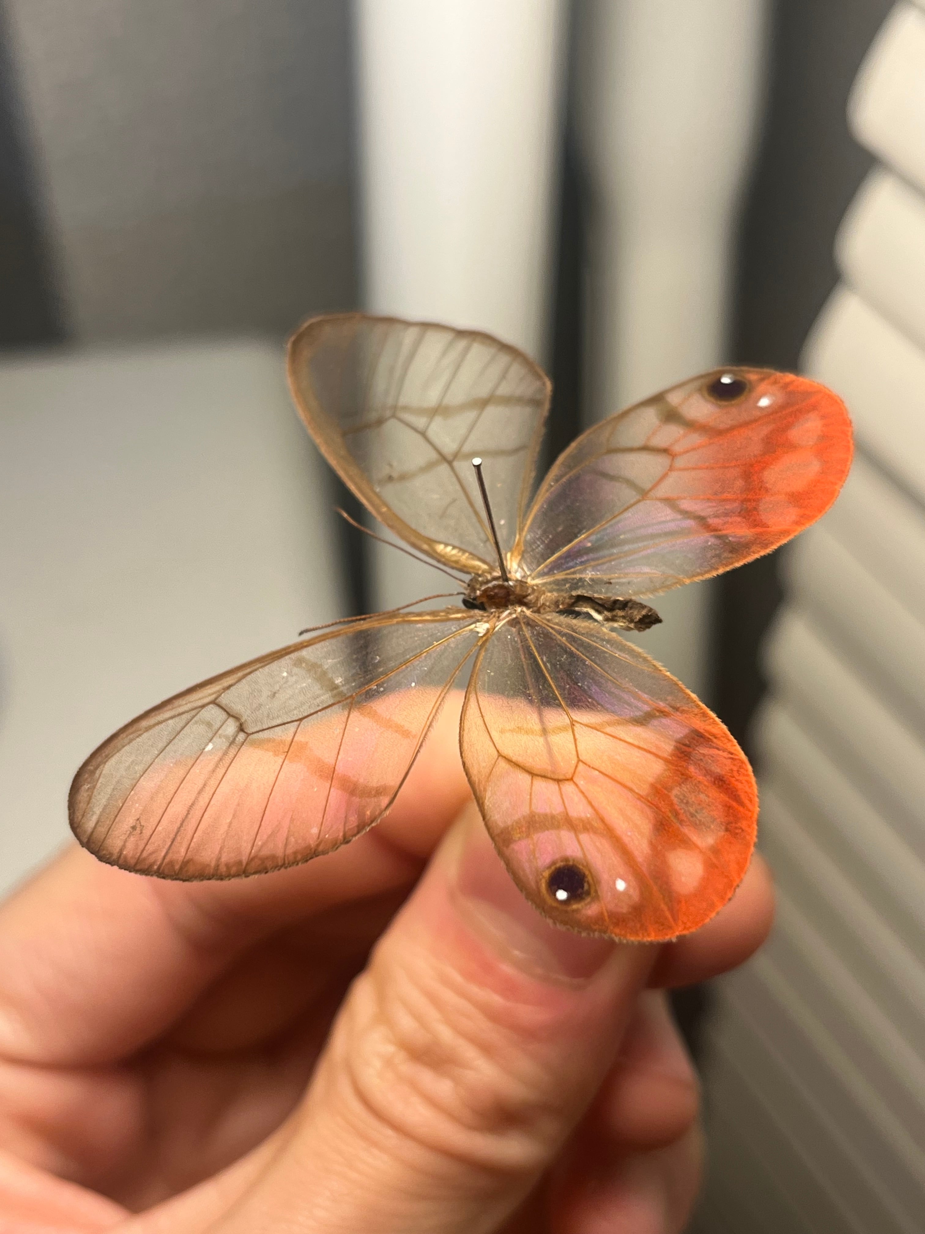 ベニスカシジャノメ アンドロメダスカシジャノメ ベニスカシジャノメ