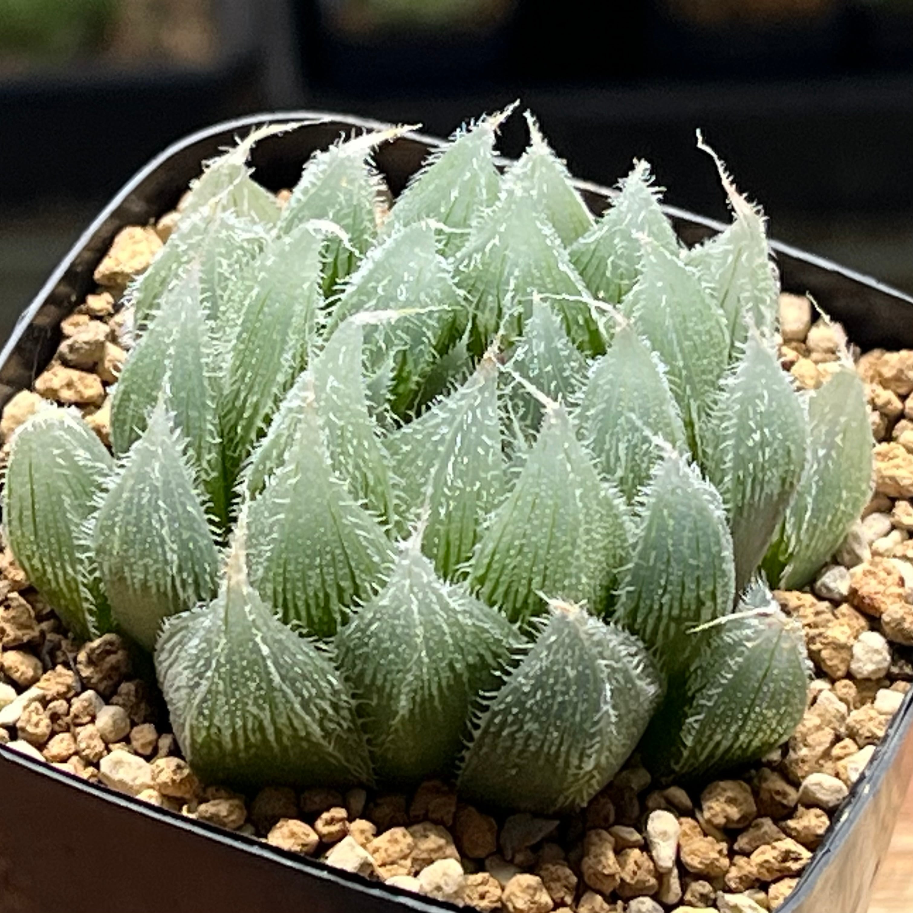 ハオルチア 紫王 オブツーサ錦 | mocono_plants
