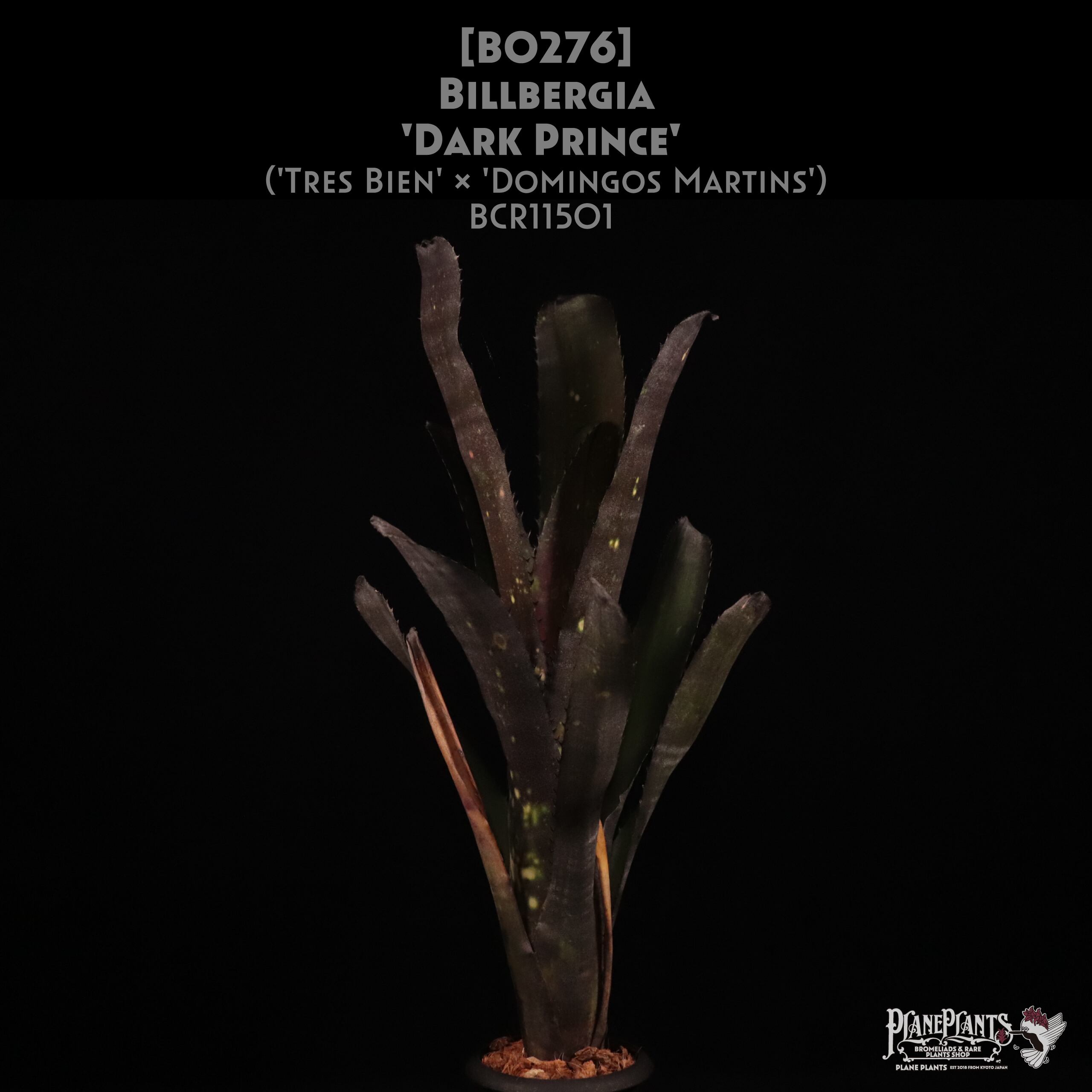 reserved】Billbergia 'Dark Prince'〔ビルベルギア〕現品発送B0276