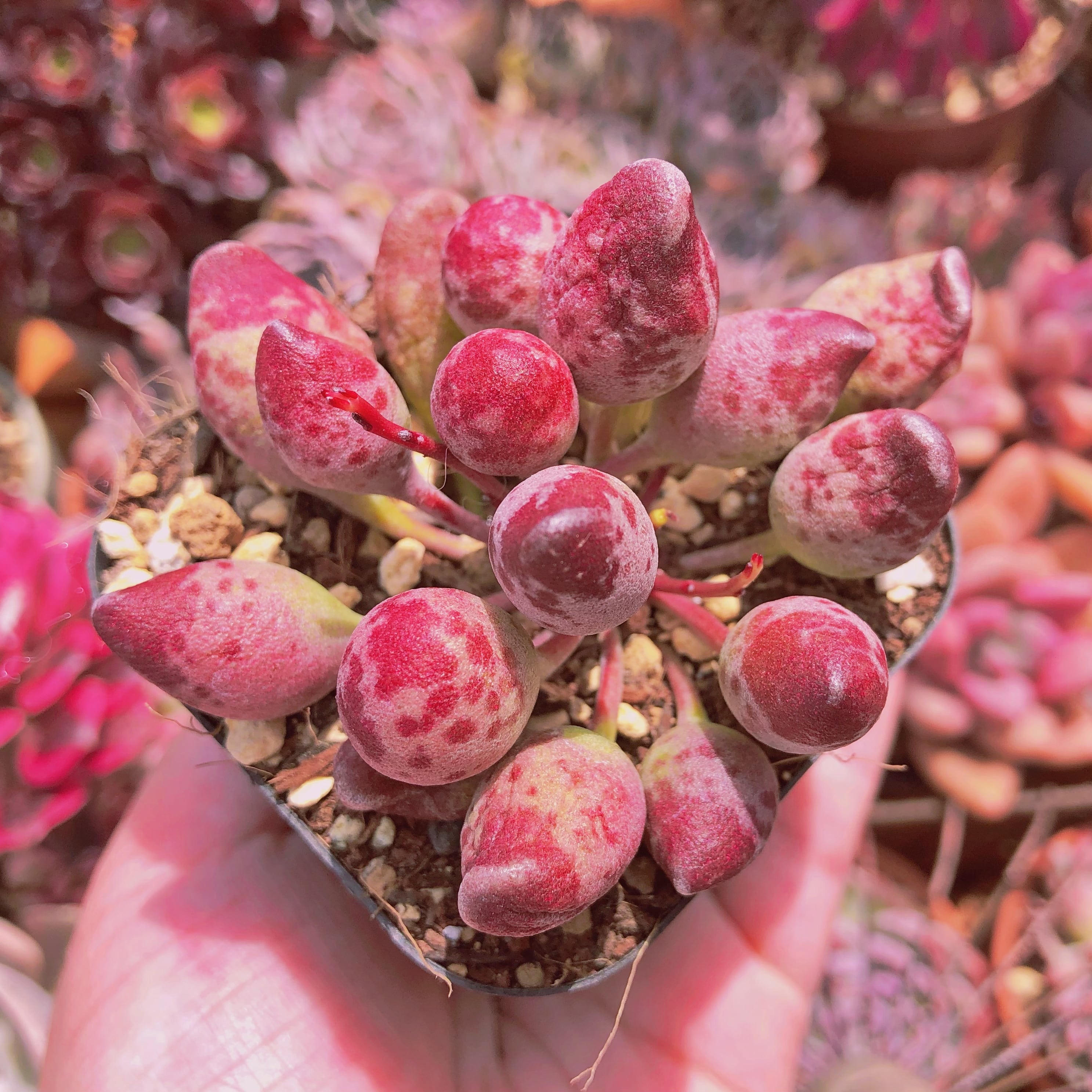 多肉植物　インディアンクラブ　群生