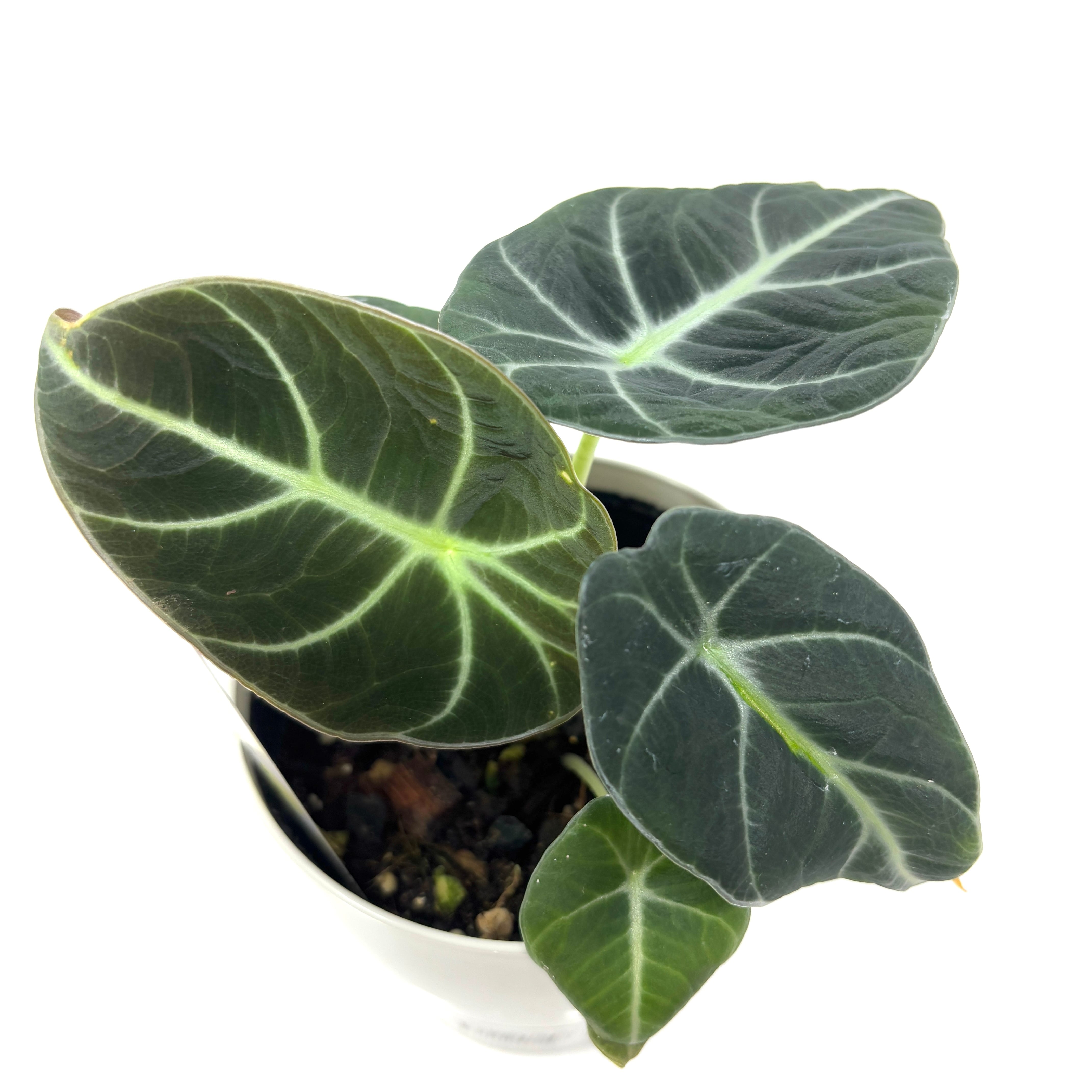 アロカシア クプレア ドラゴンスケール ブラックベルベット スカルプ