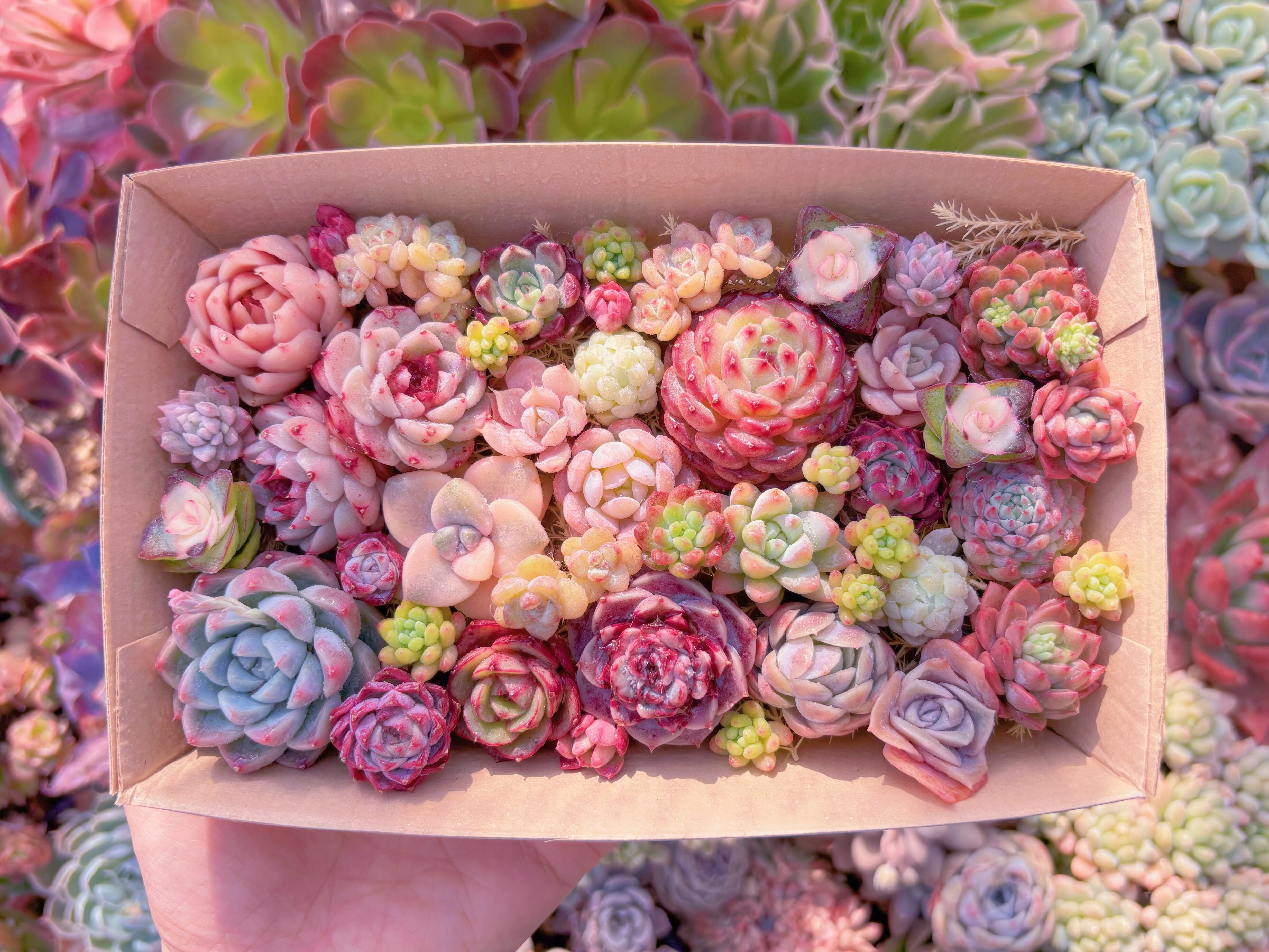 現品　寄せ植えセット#533　12cmx20cm　るる農園