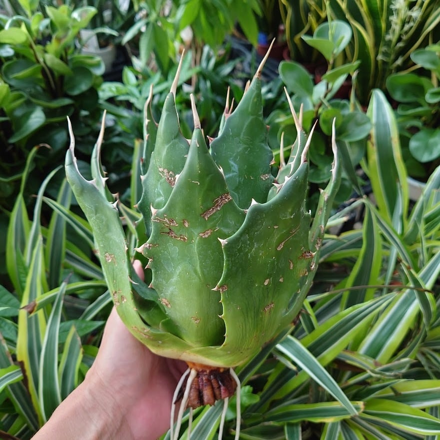 アガベ モンタナ Agave Montana 1 【送料無料】 | 多肉植物ハオルチア