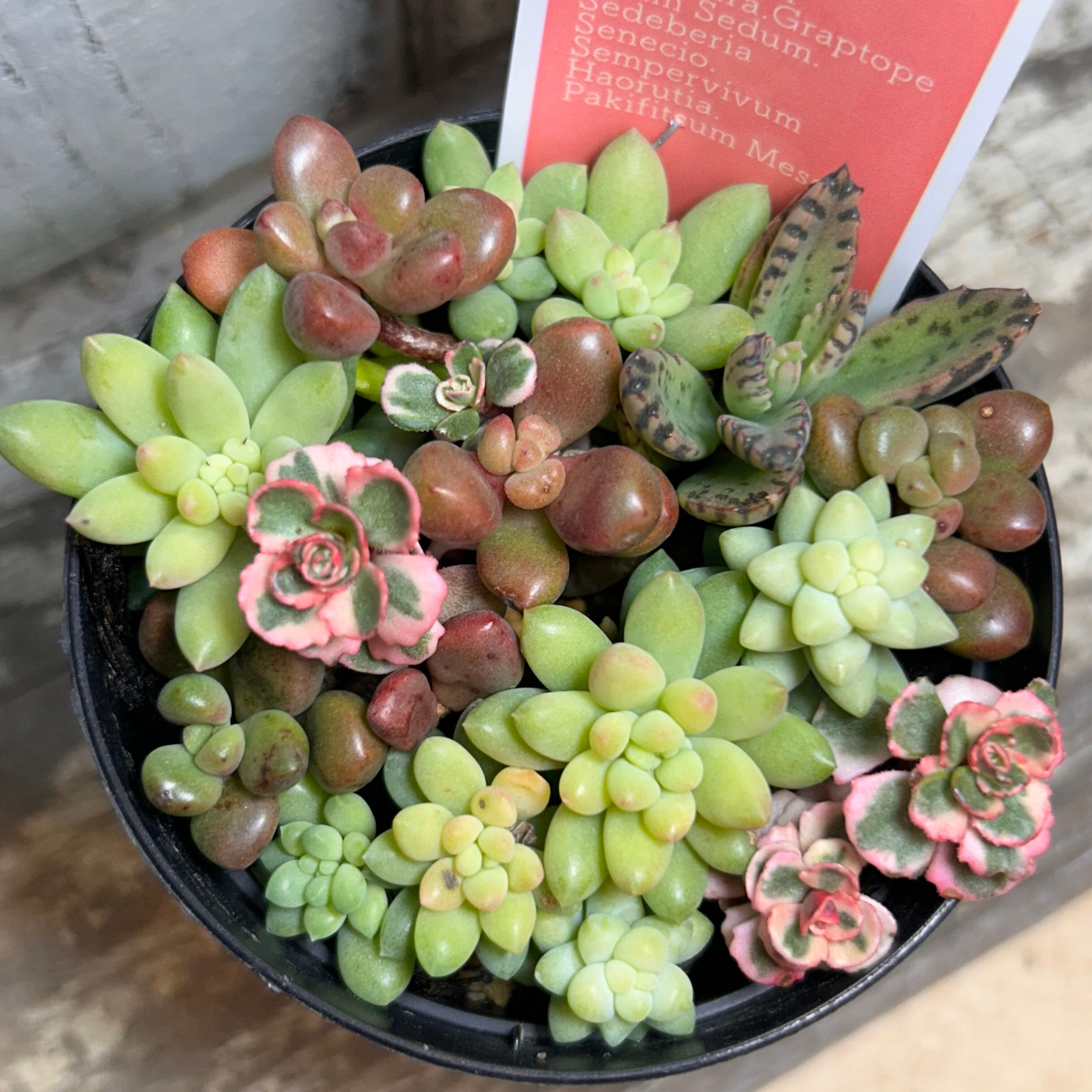 マーブルネックレス（斑入りグリーンネックレス） | RuPo 多肉植物専門店