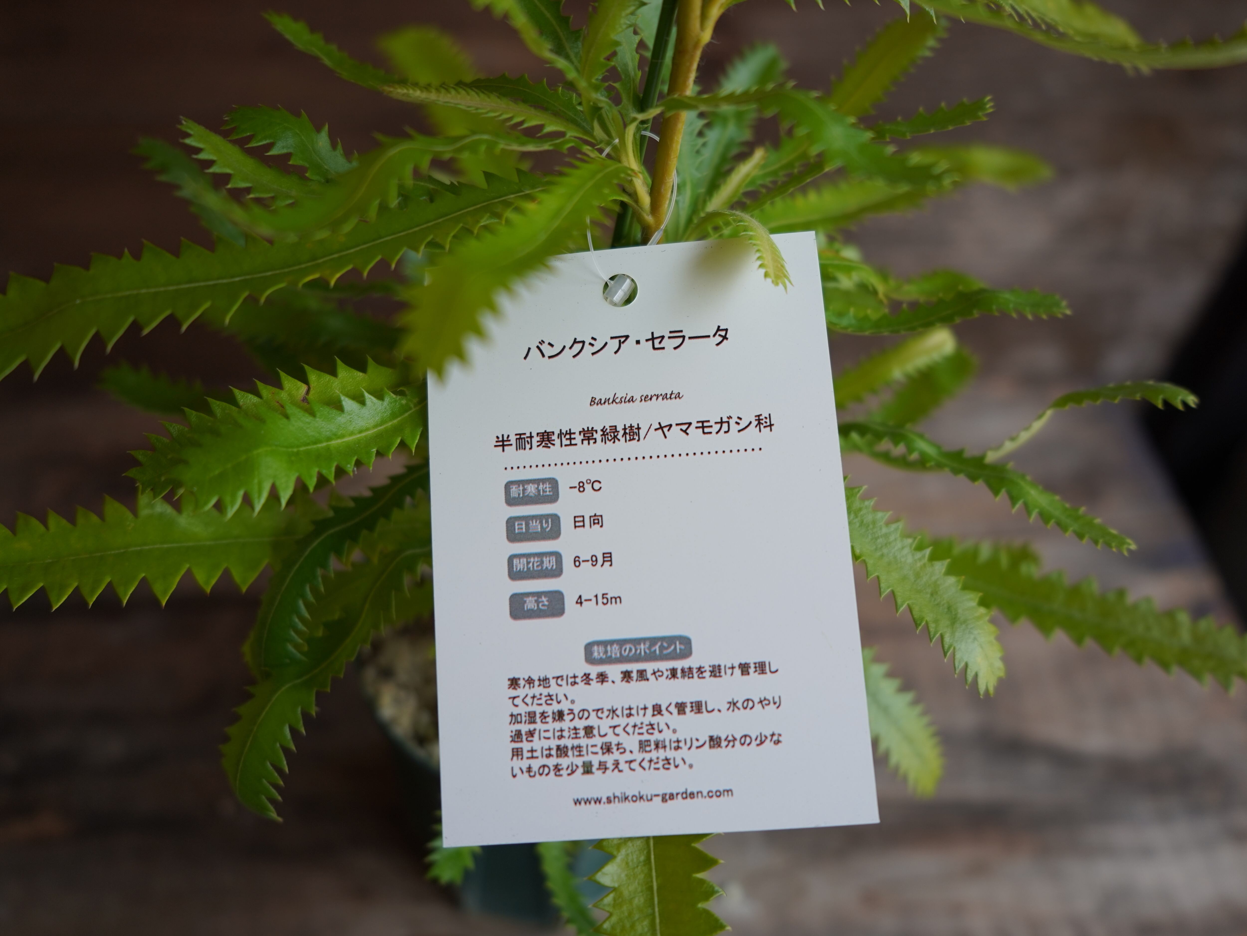 【現物】バンクシア　”セラータ”　B