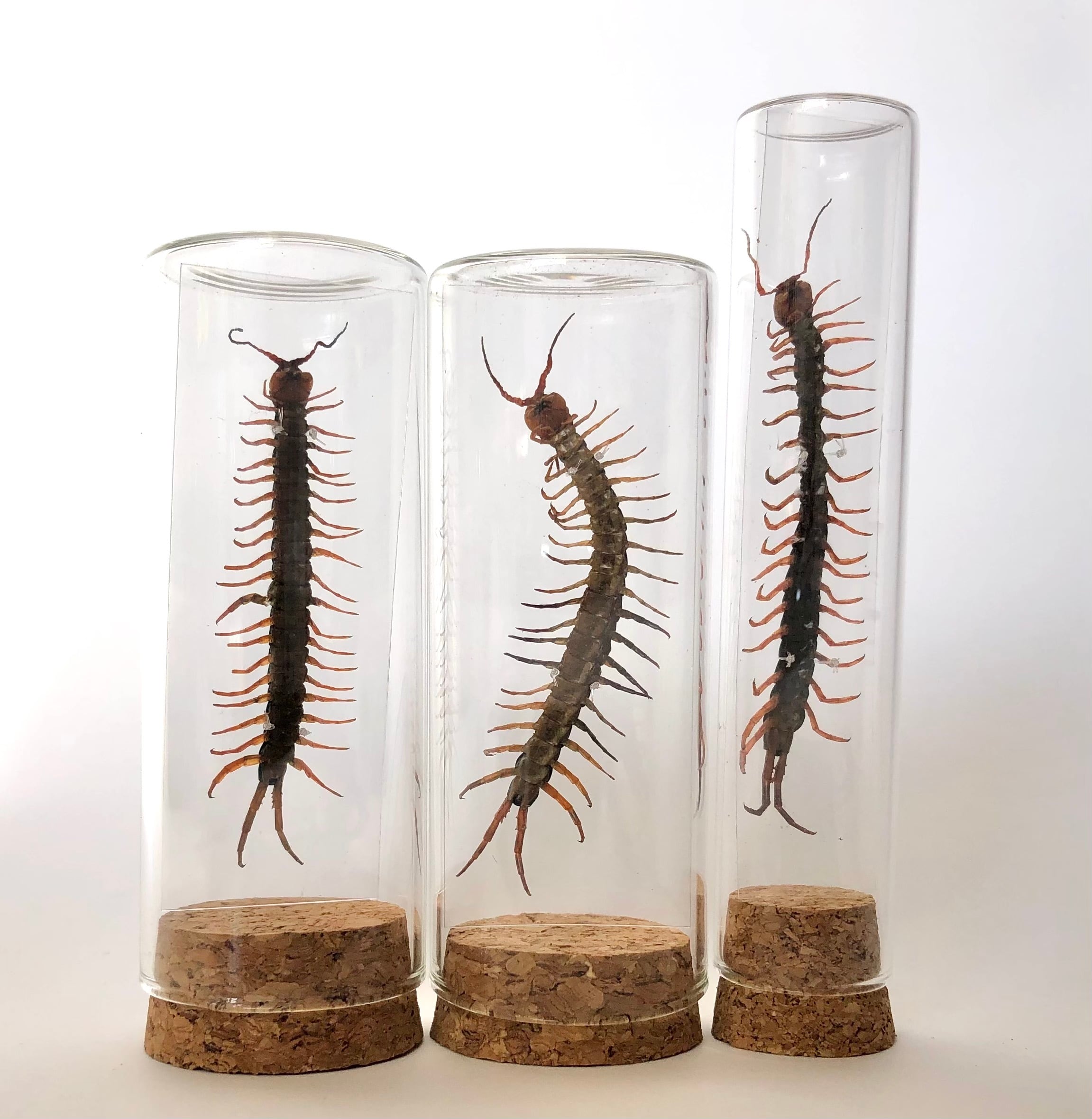 12cm 巨大化 ムカデ の 標本 12cm 巨大化 ムカデ の 標本 ムカデ（中）】ビン入り標本 | aiai