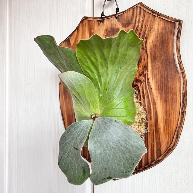 ビカクシダ エレファントティス 中株 板付 【観葉植物 壁掛け コウモリラン】