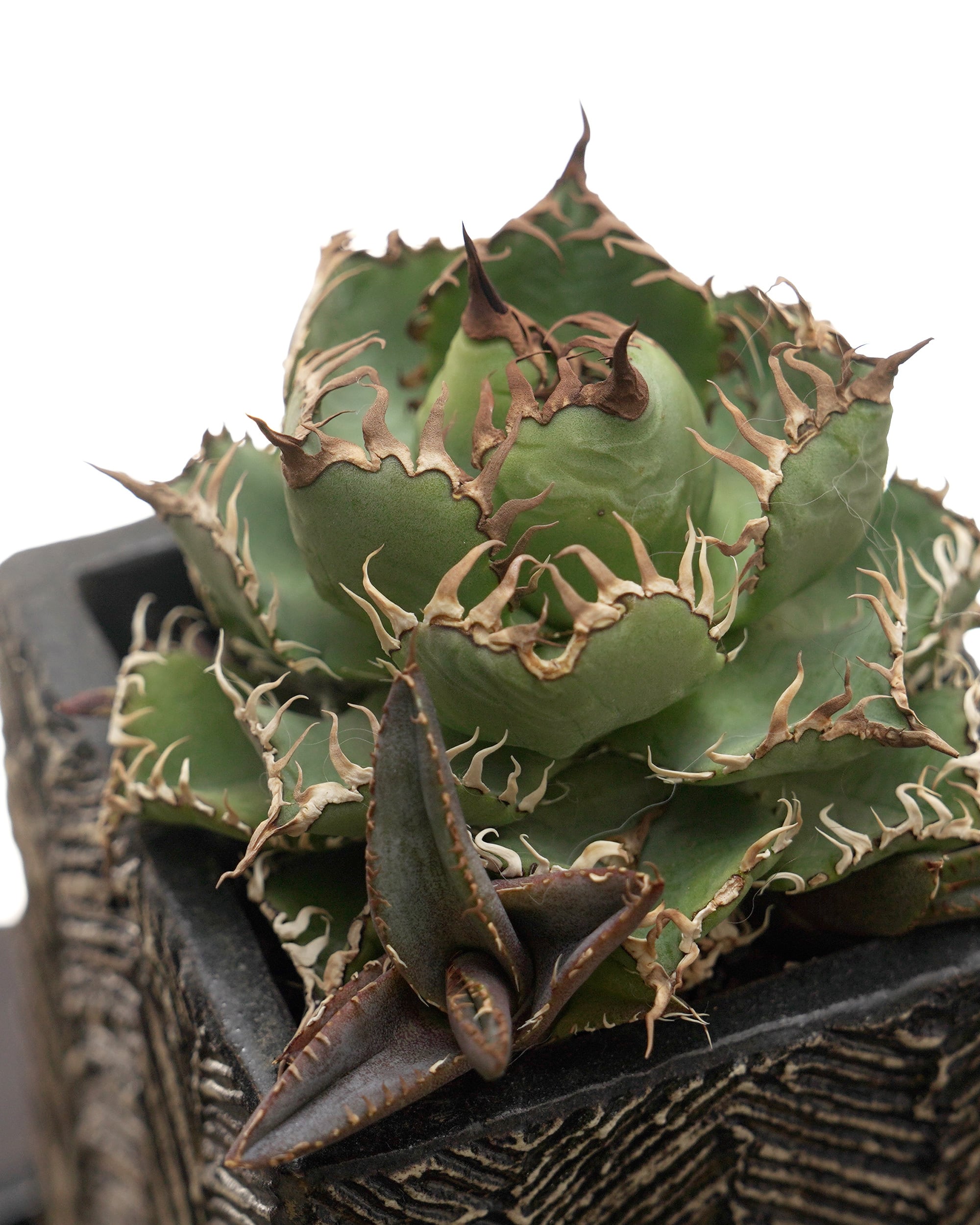 PREMIUM】 鉢植え フィリグリー Agave oteroi 'Filigree' with TOKY