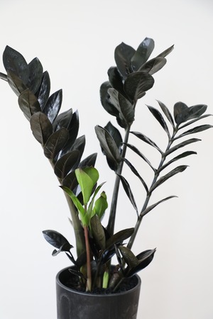 【M】ザミオクルカス レイヴン/Zamioculcas zamifolia Raven　※アートストーンポット付き