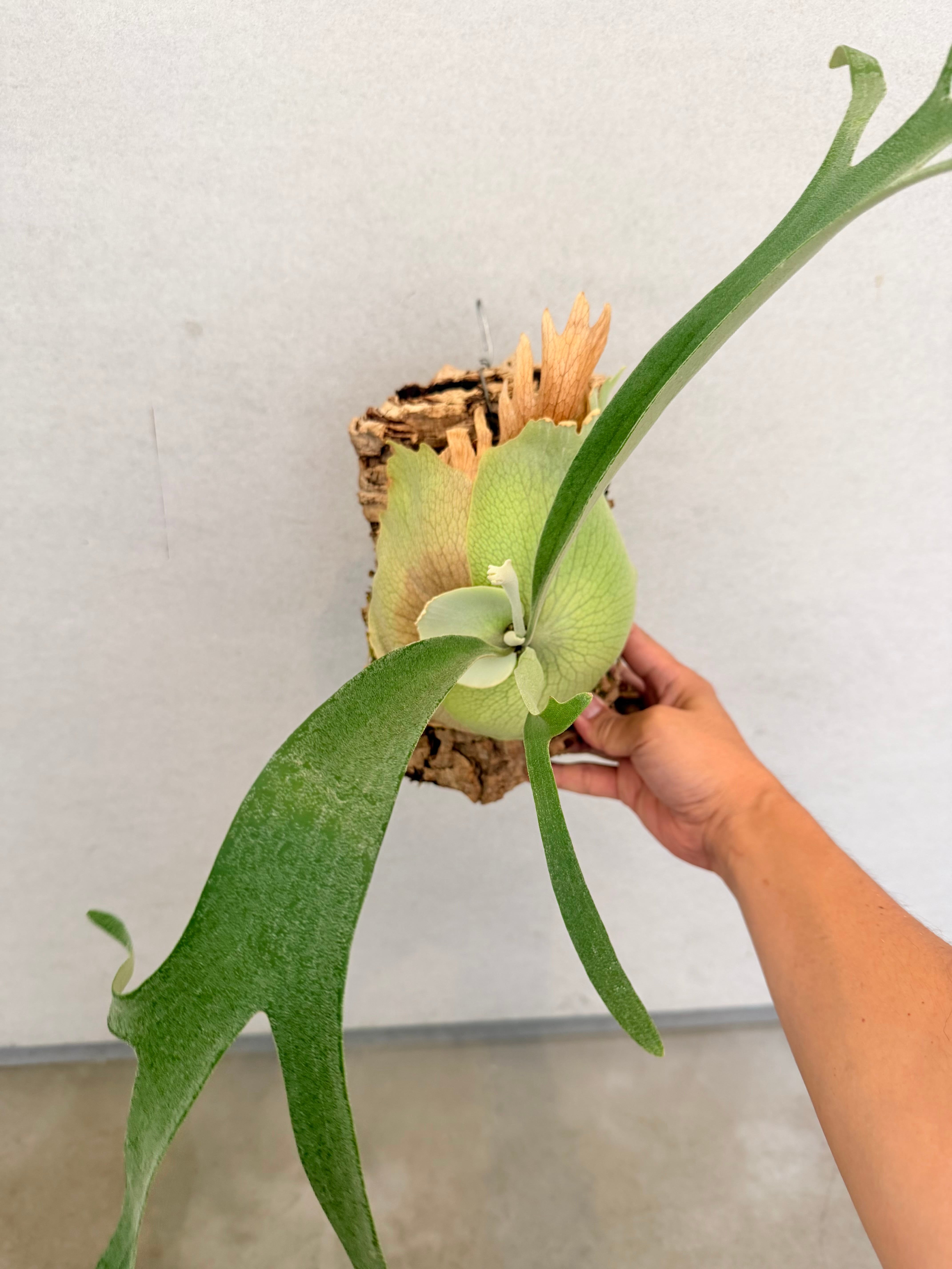 a) P. 'SSS' ビカクシダ | vandaka plants
