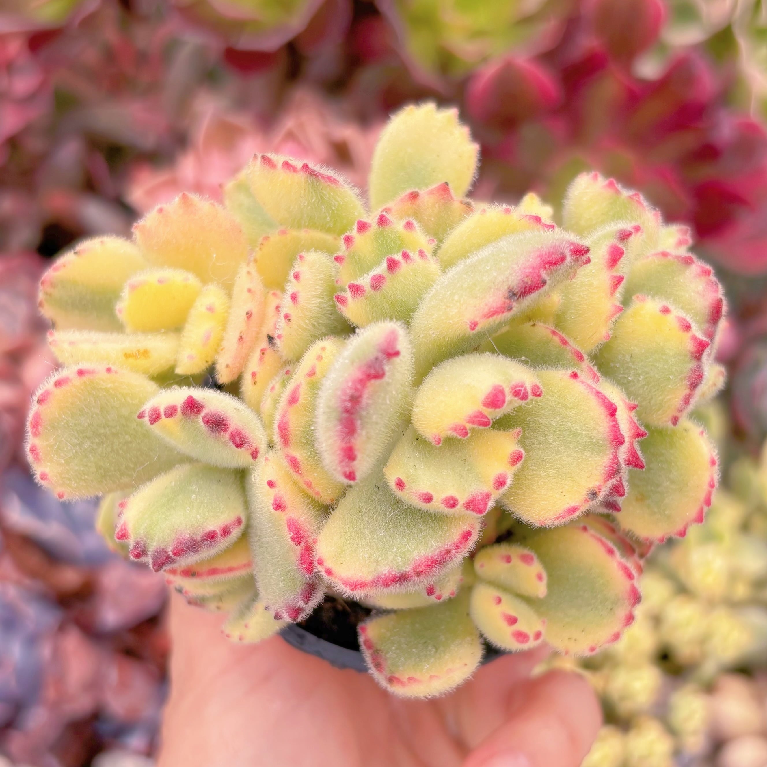 現品　白熊#885　群生　るる農園