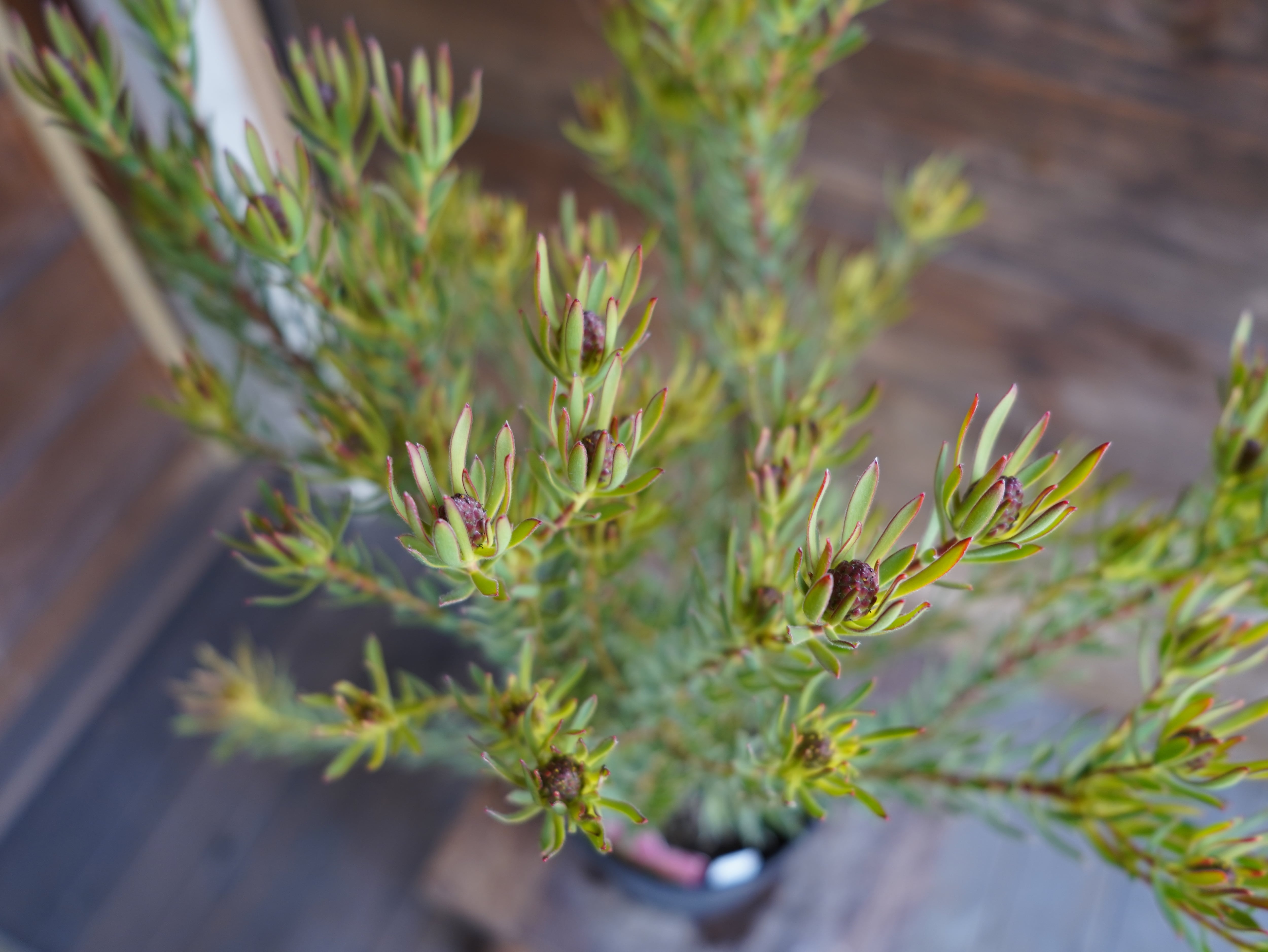 【現物】リューカデンドロン　”Strawberry Fair”　B