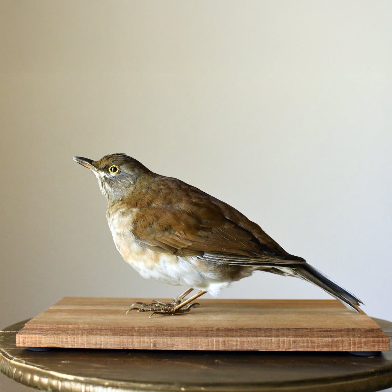 剥製 | ほねとはね ONLINE SHOP