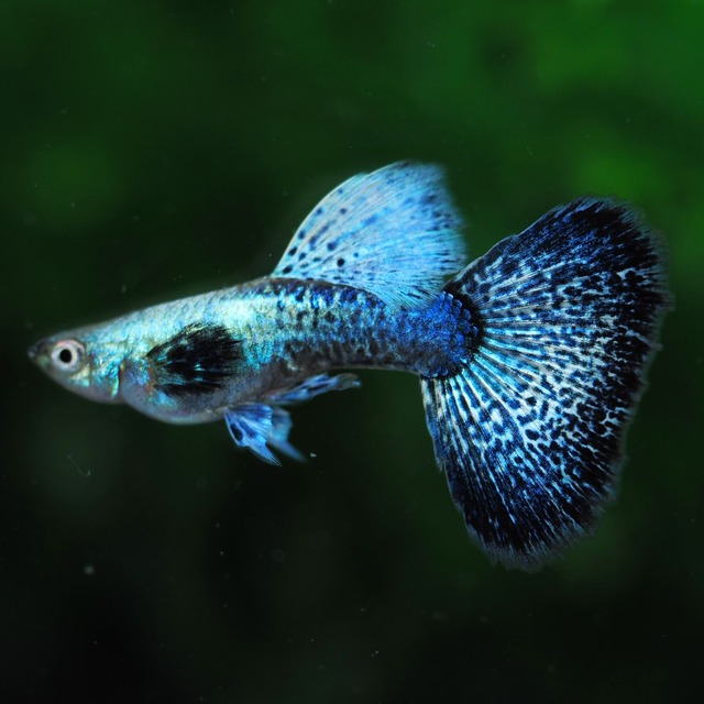 専用 上物プラチナブルードラゴン3ペア＋モスコーピンク2ペア＋TAXIリボン1カルテット