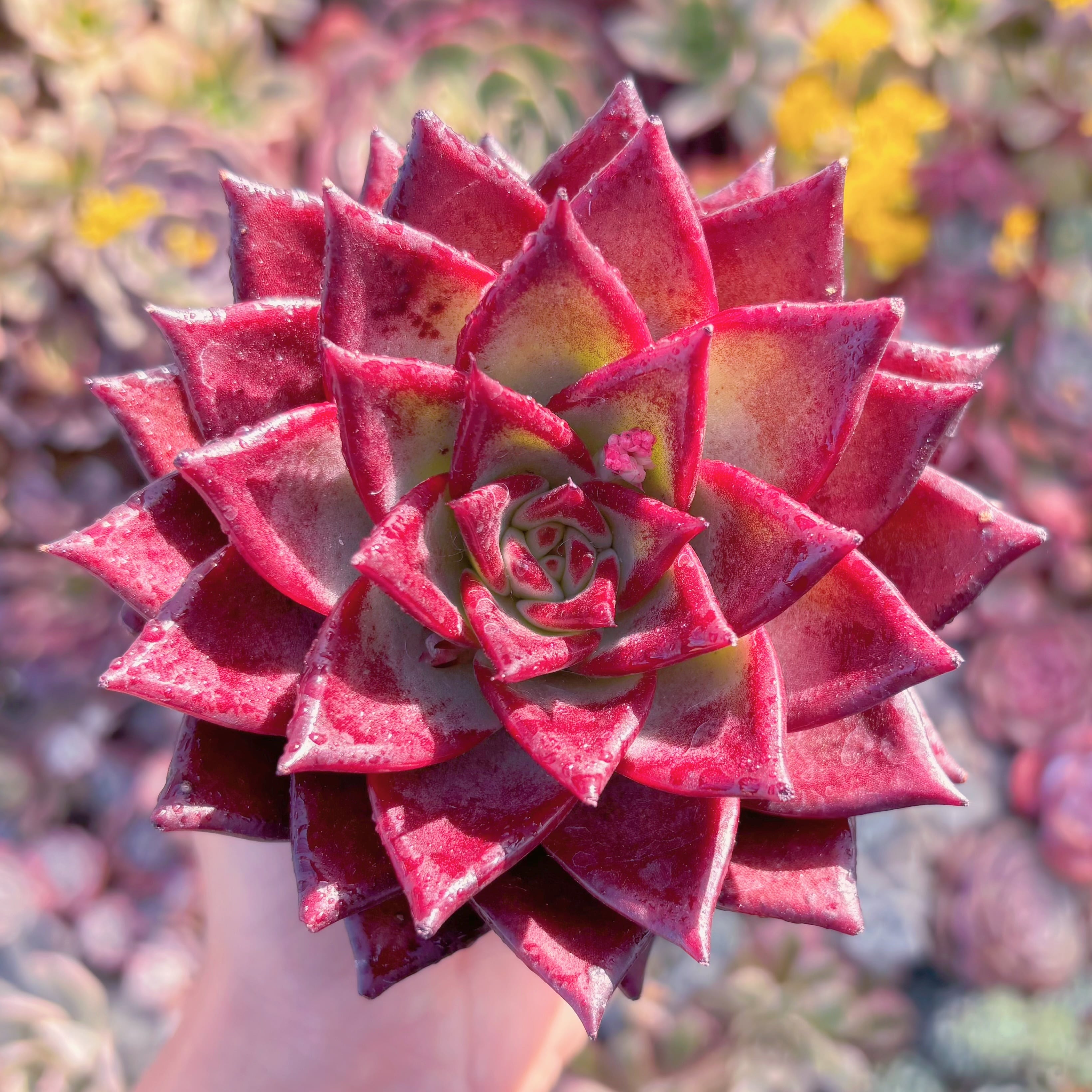 多肉植物　ロメオルビン　新入荷　るる農園