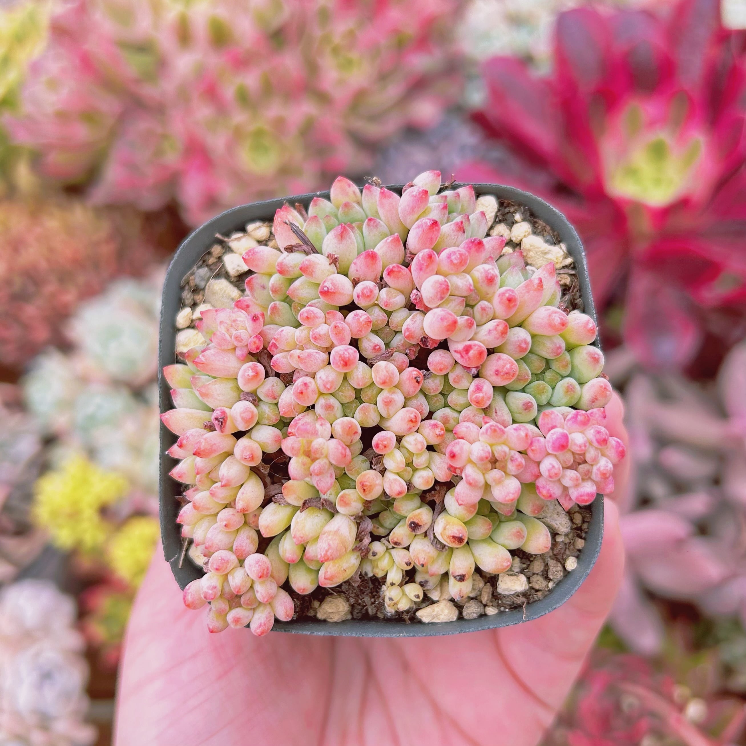 #522現物　多肉植物　花火　抜き苗