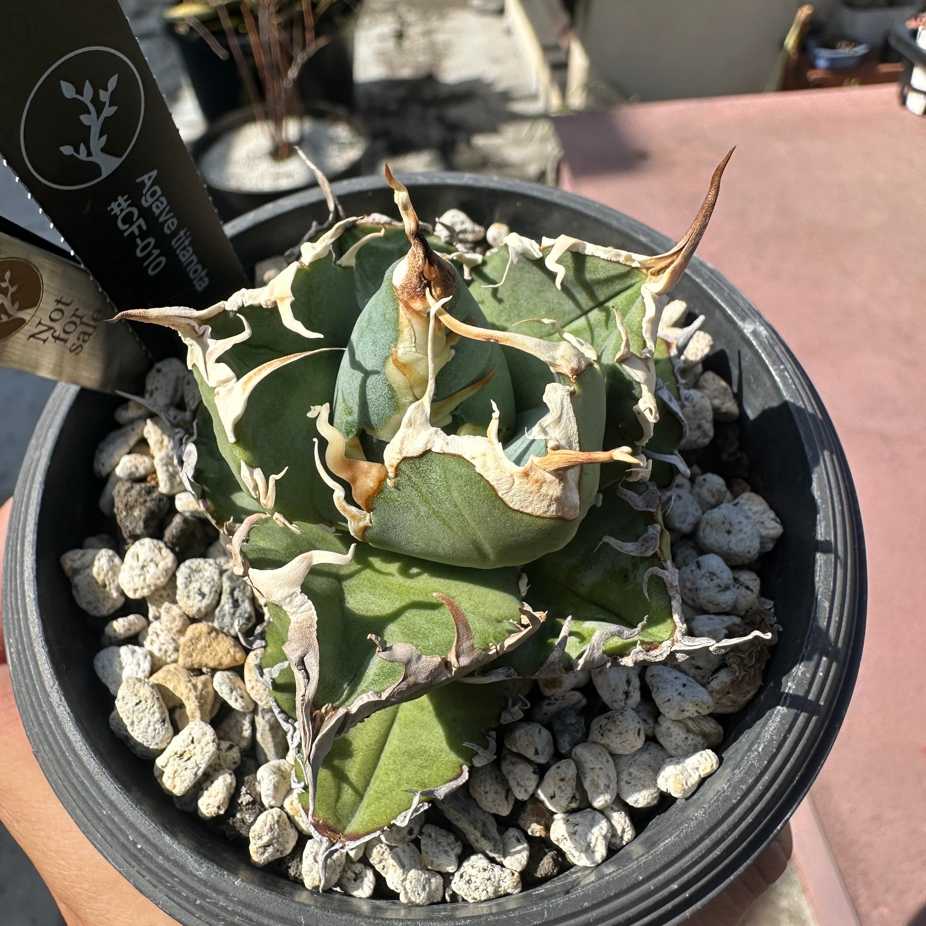 Agave titanota FO-076 Sierra Mixteca Compacta Dwarf アガベ チタノタ コンパクタ ドワーフ 4 Agave sp. FO-076 Sierra Mixteca