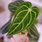 アンスリウム・レガレ / Anthurium Regale㉒│観葉植物