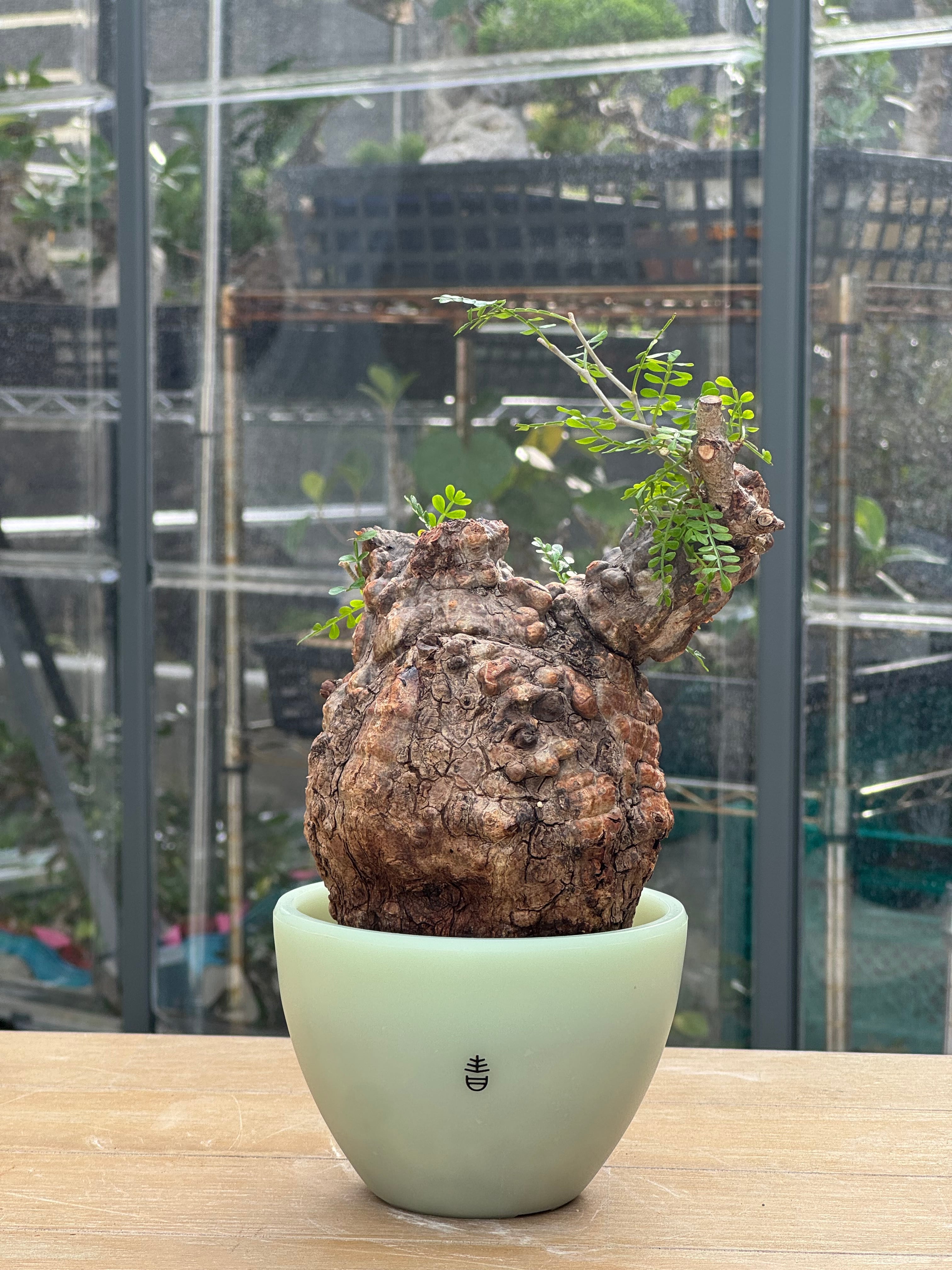 新着】Operculicarya pachypus × ボクタノ鉢 GIDバージョン【BOKU HA