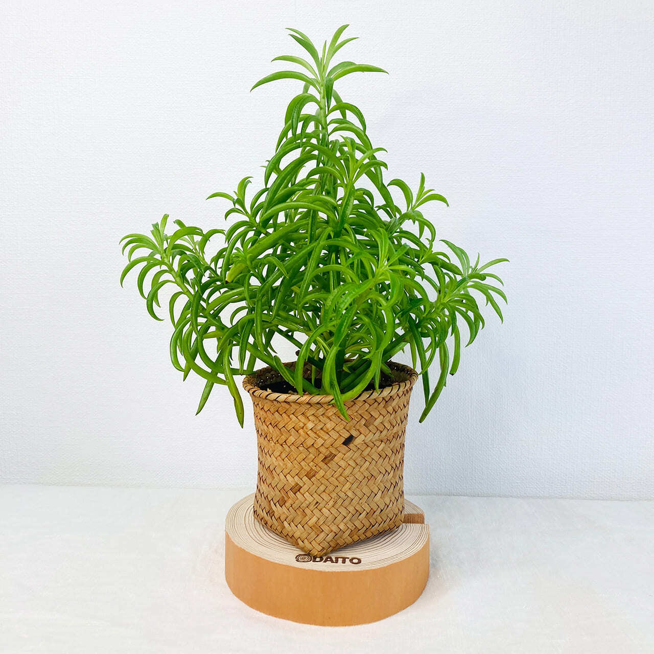 丸太の花台 高さ3cm | planttool - 観葉植物関連グッズのオンライン