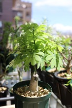 アデニア・グラウカ | adenia glauca