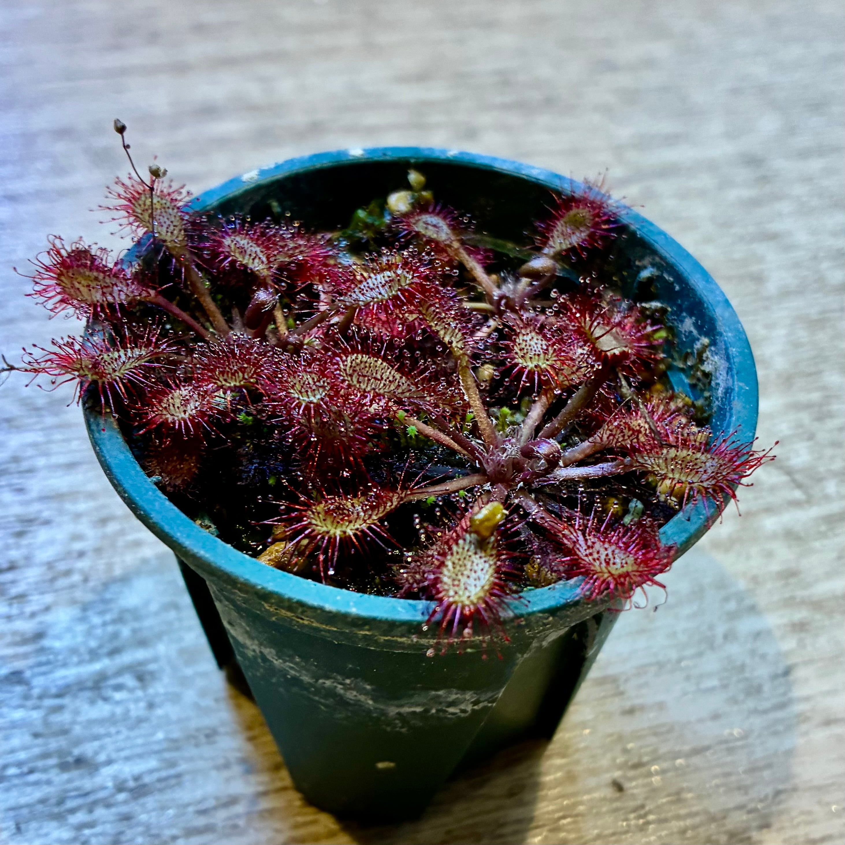 食虫植物 | G・LABO shop