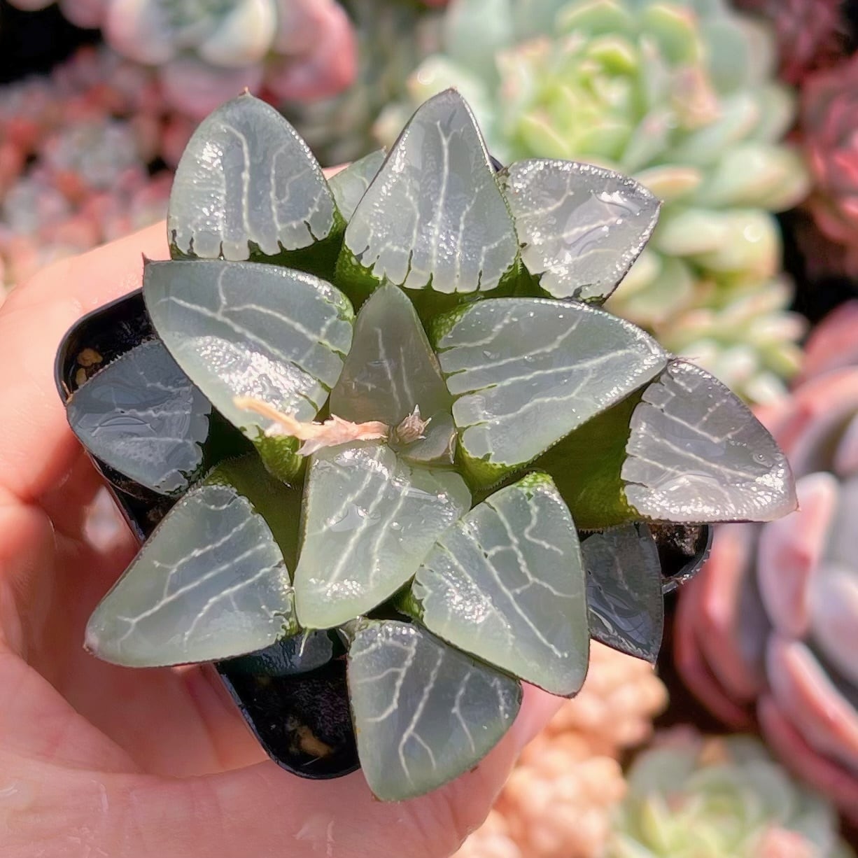 現品　ハオルチア　花影#518   るる農園