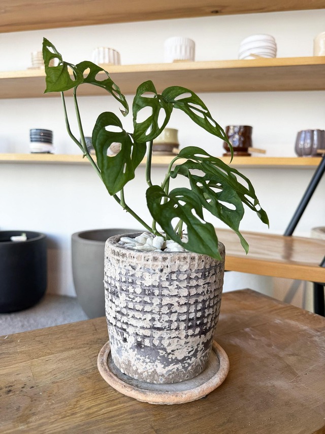 モンステラ・ラニアータ