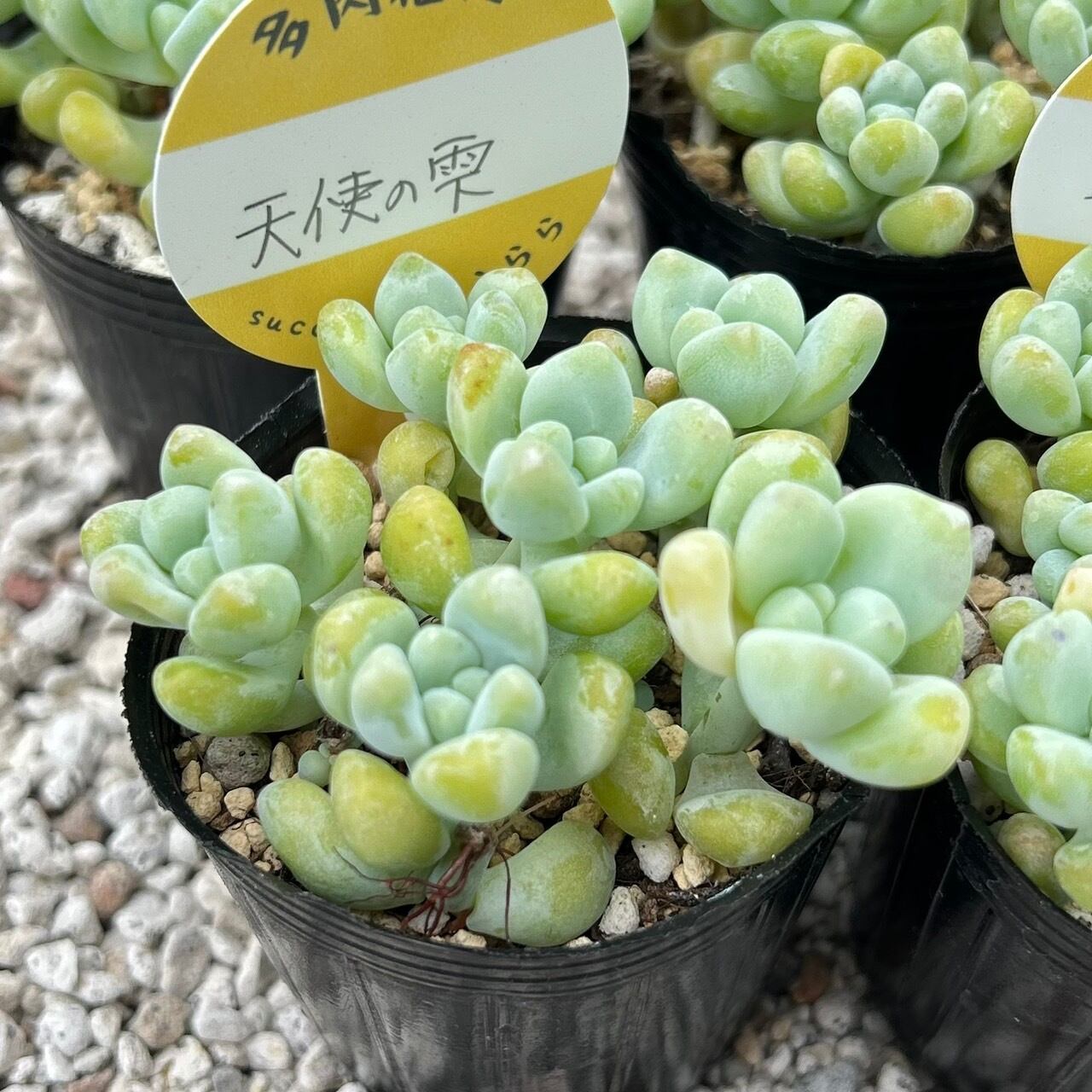 天使の雫 一寸苗 多肉植物 セダム | Succulent 花うらら 〜多肉植物