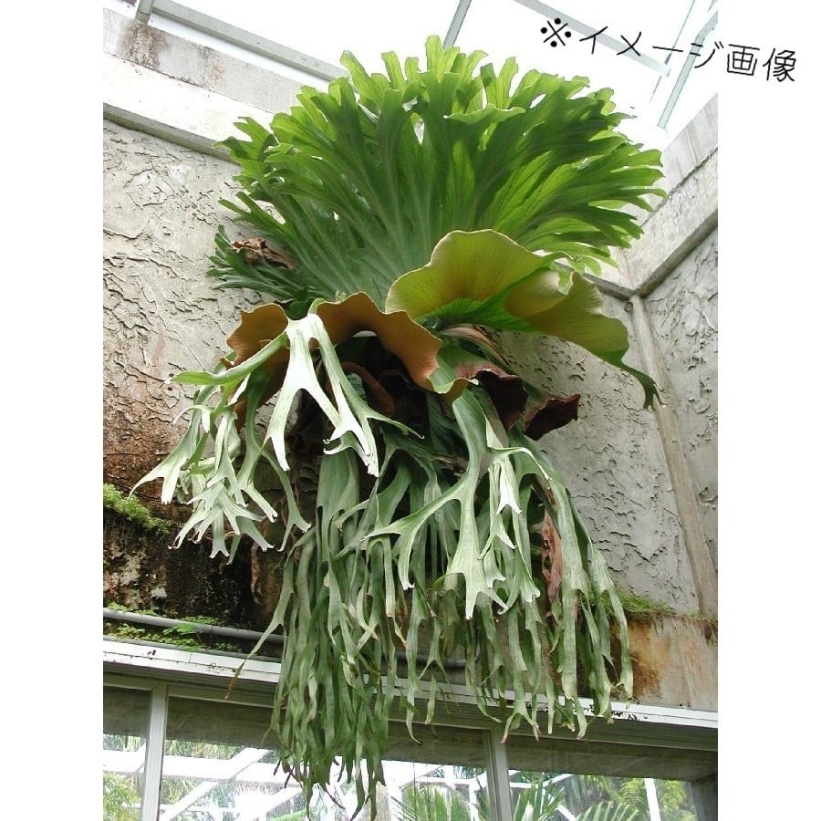 11 ビカクシダ　グランデ　胞子　コウモリラン　シダ植物　ウラボシ科