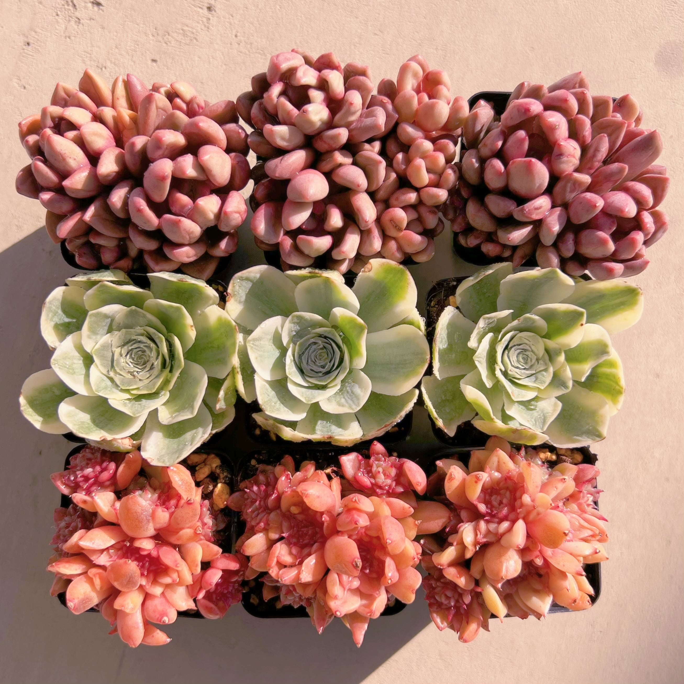 BASE販売会セットV