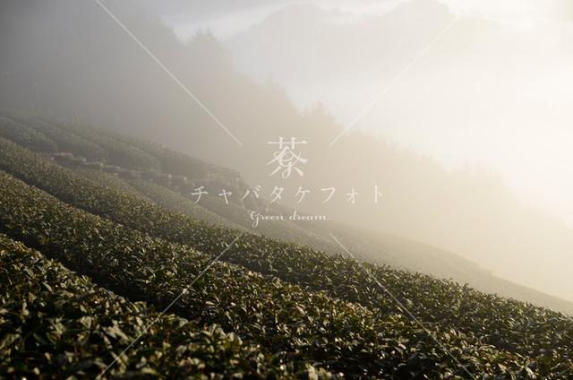 356 明ける冬の茶畑
