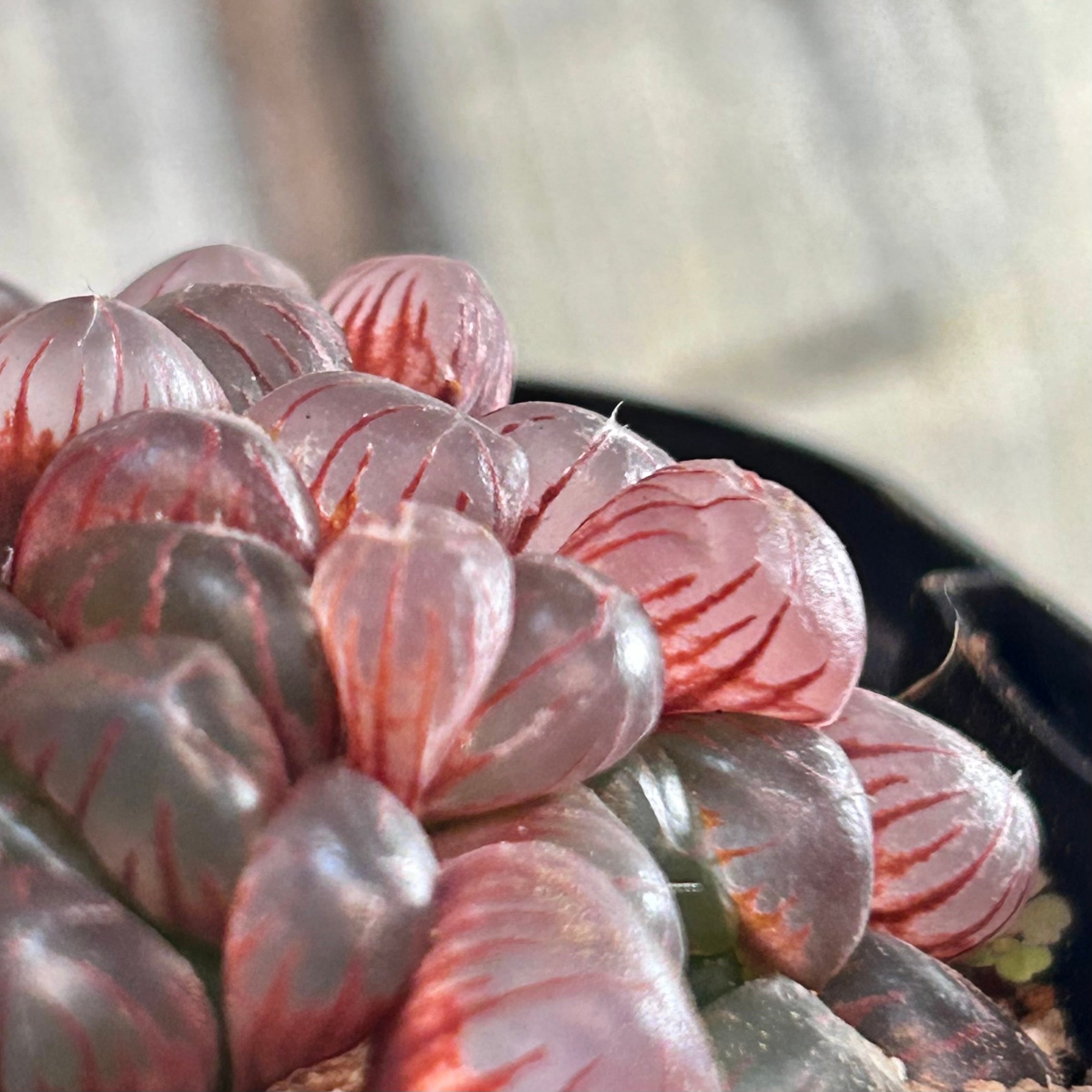 ハオルチア | RuPo 多肉植物専門店