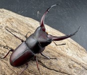 【WD】《グラキリスノコギリヒラタクワガタ 52mm ペア》