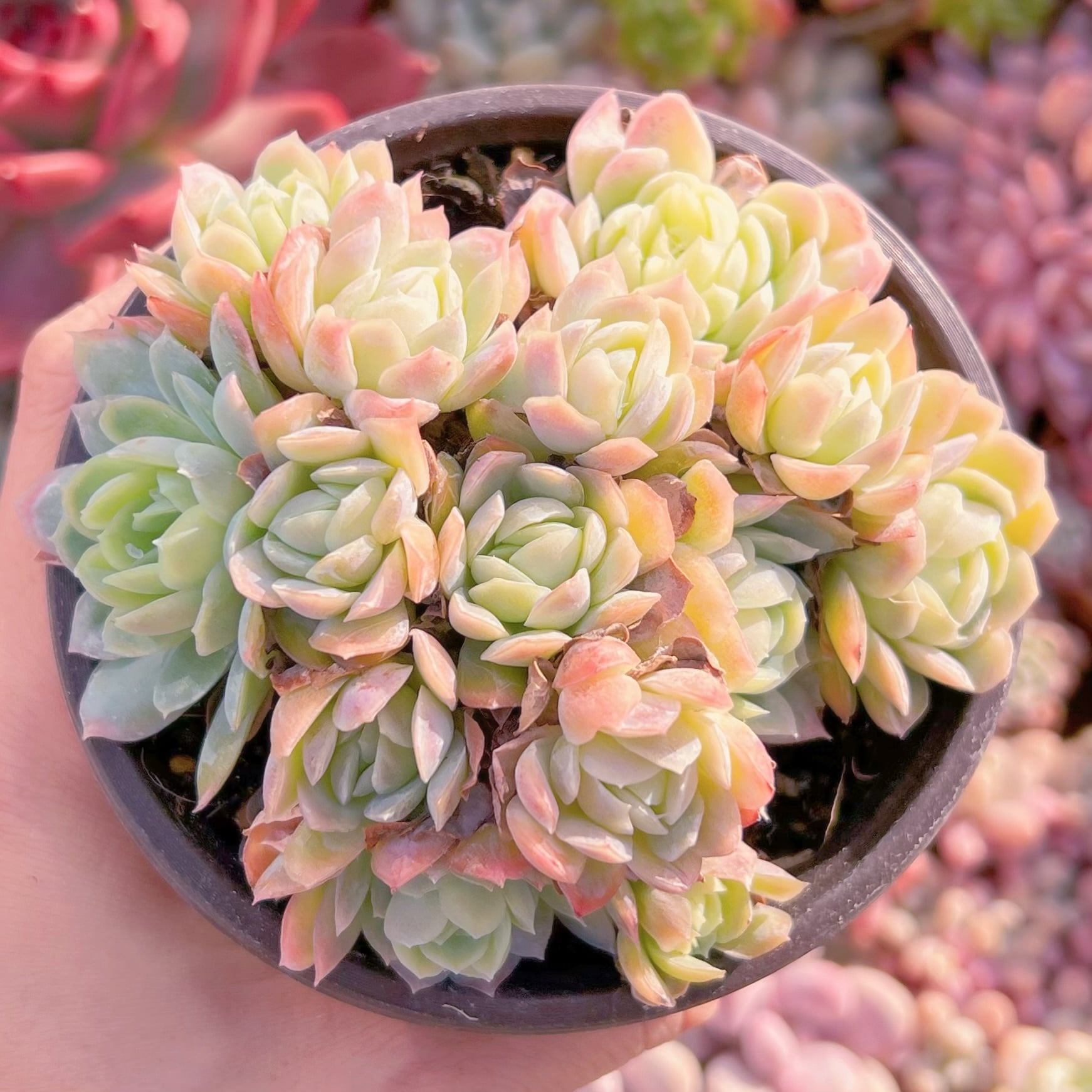 現品　ラスベリーアイス#931    古株　るる農園