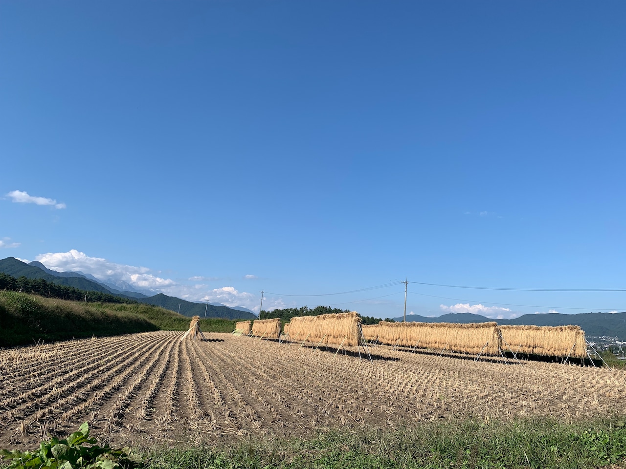 【令和5年産】長野県松川村こしひかり【特別栽培米認証】（白米／玄米 5kg）