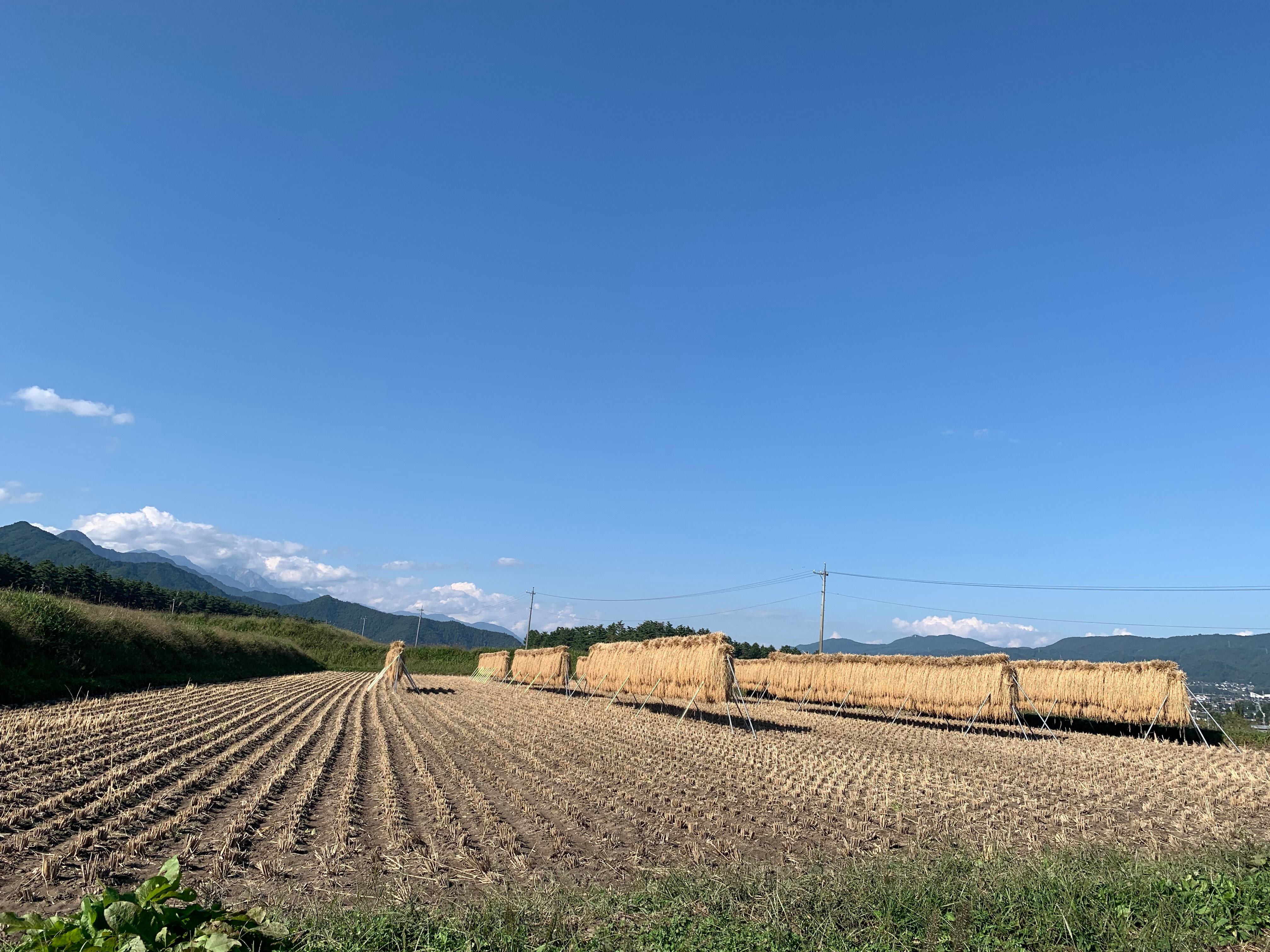 5kg）　令和5年産】長野県松川村こしひかり【特別栽培米認証】（白米／玄米　成川米穀店