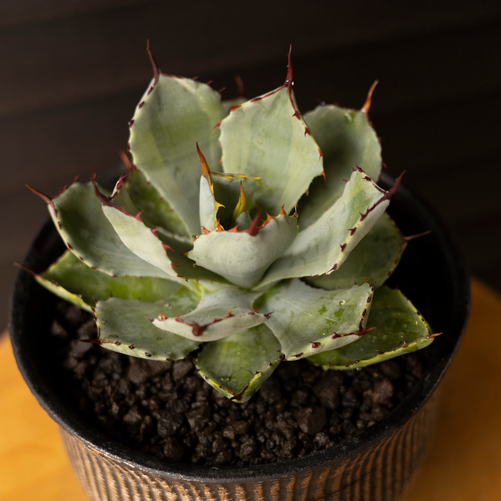 発根済】アガベ 吉祥冠 親株 agave 多肉植物 塊根植物 コーデックス