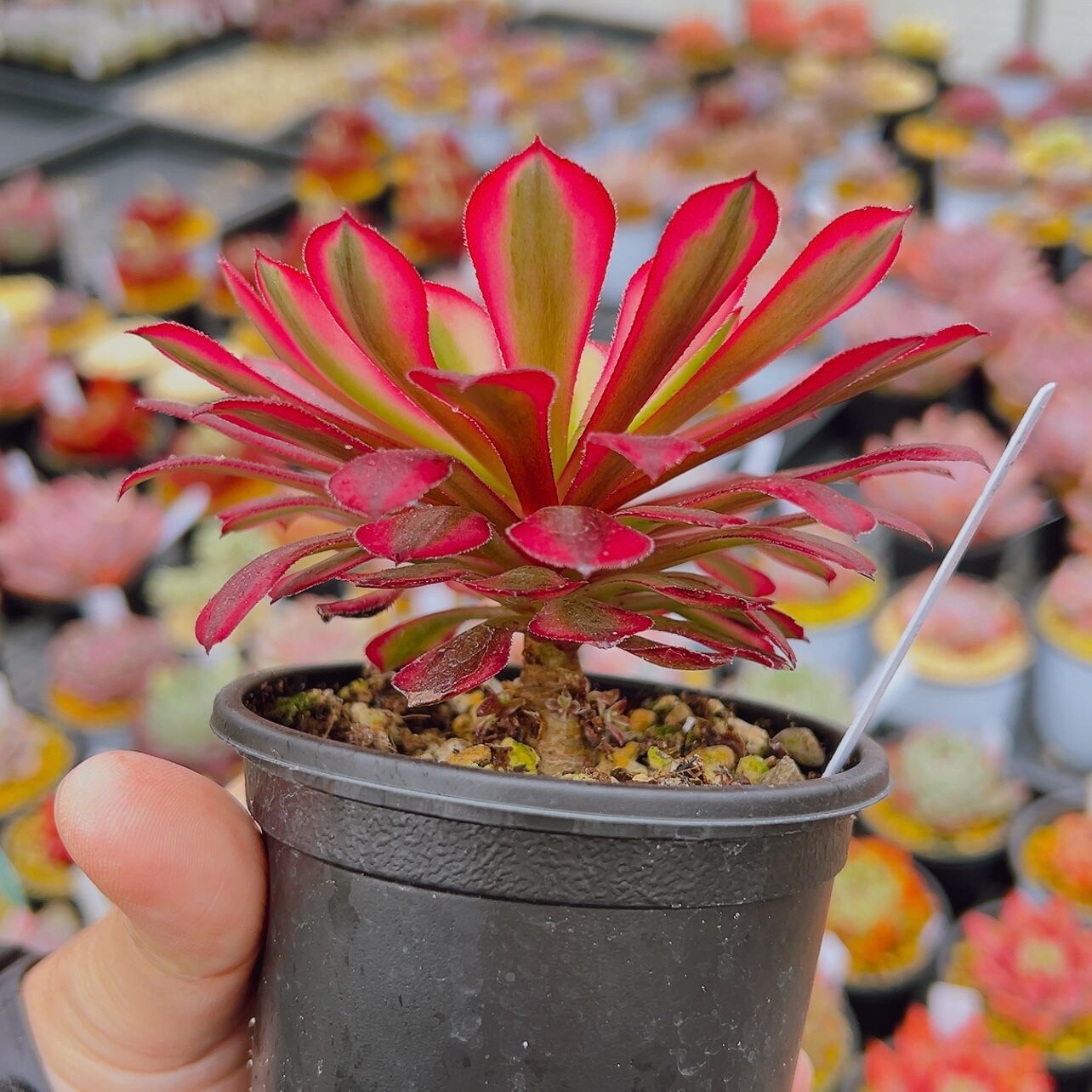 97#多肉植物アエオニウム錦❤️Vodoo錦紅魔女❤️1大頭22cm高38cm拨き苗 多肉植物 アエオニウム 黒銅壺錦 大苗 美苗 #黒2 | Pay ID